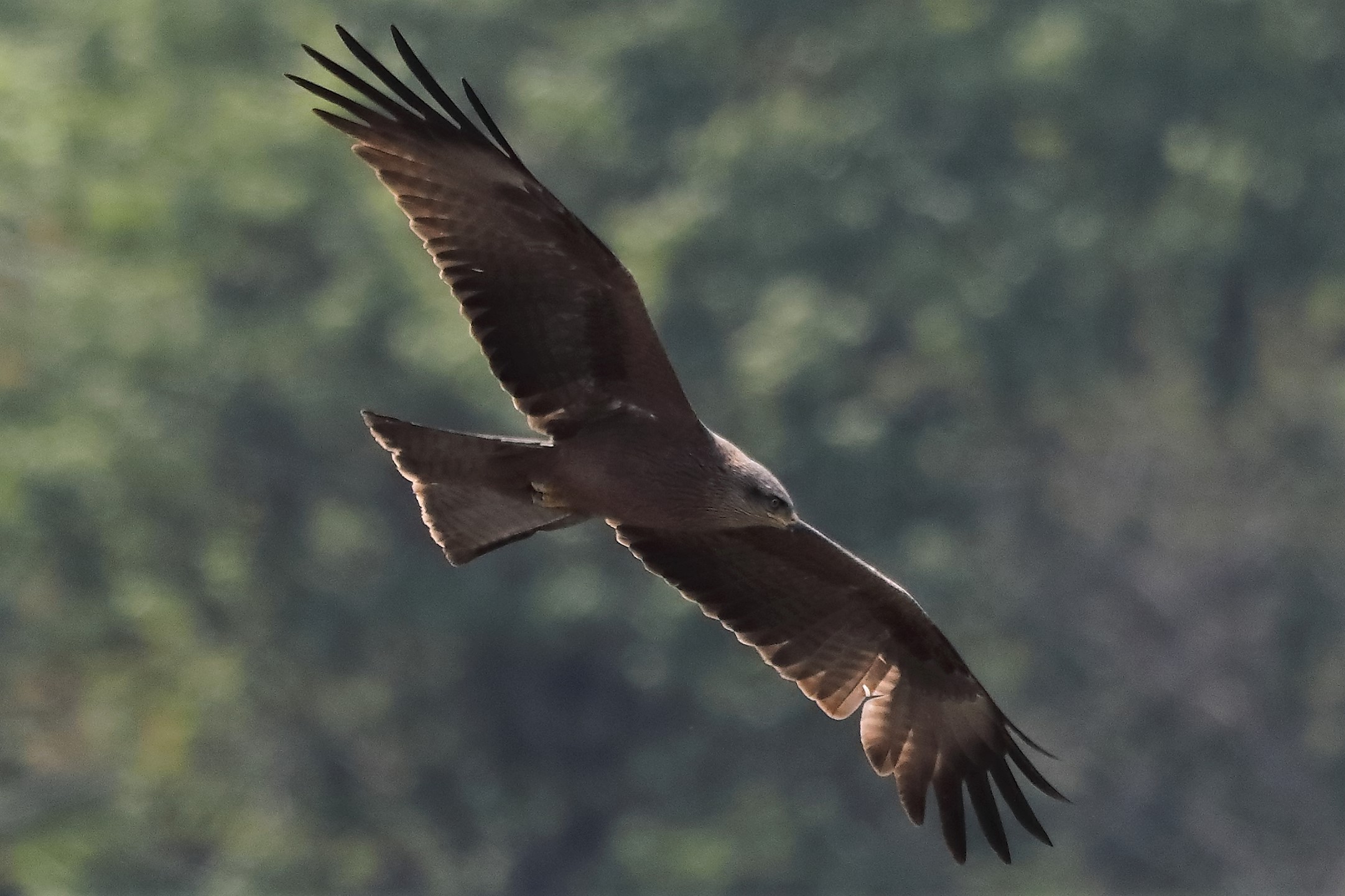 Nibbio bruno 27-04-2022