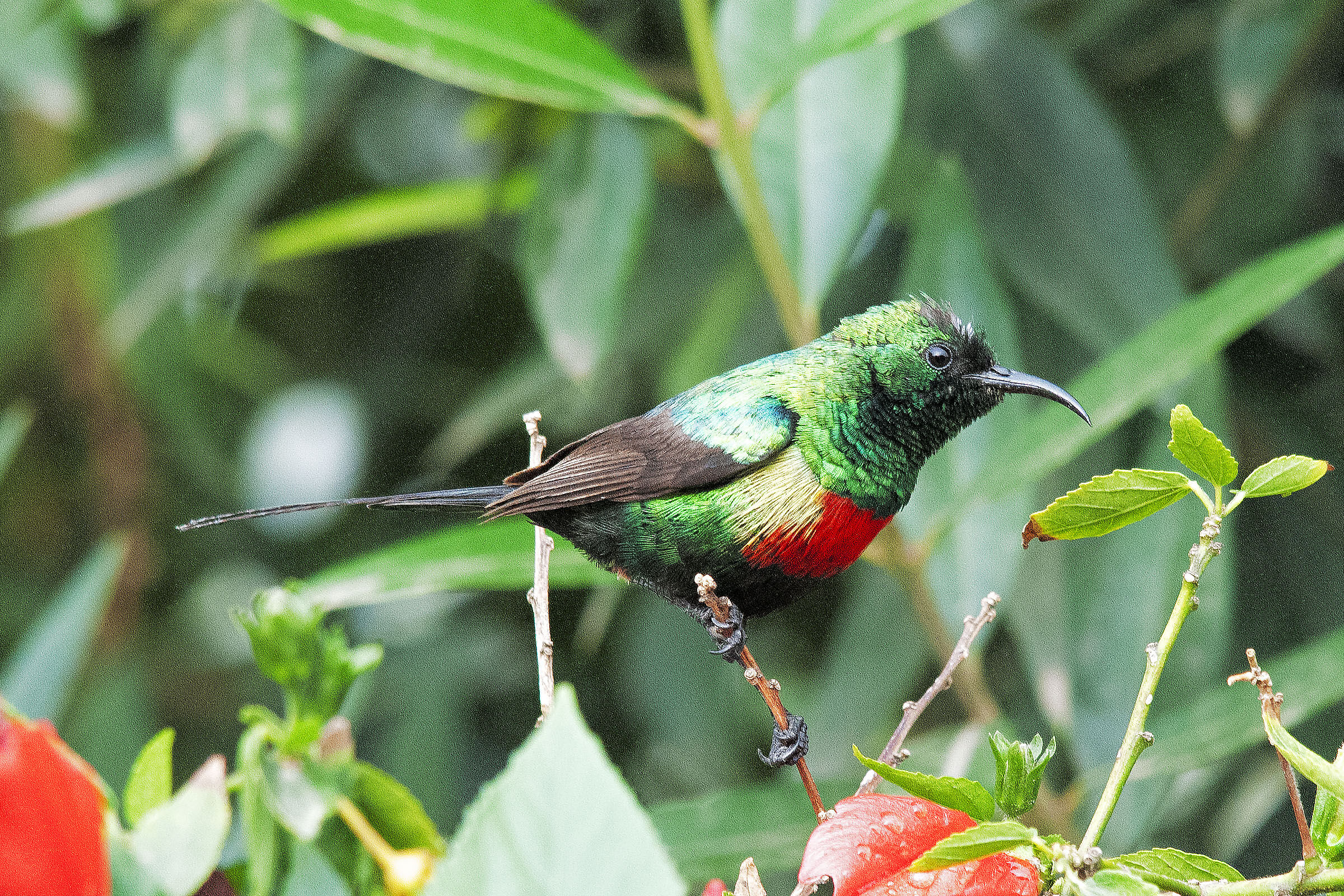 Cinnyris pulchellus - Bellissimo sunbird - sunbird beau