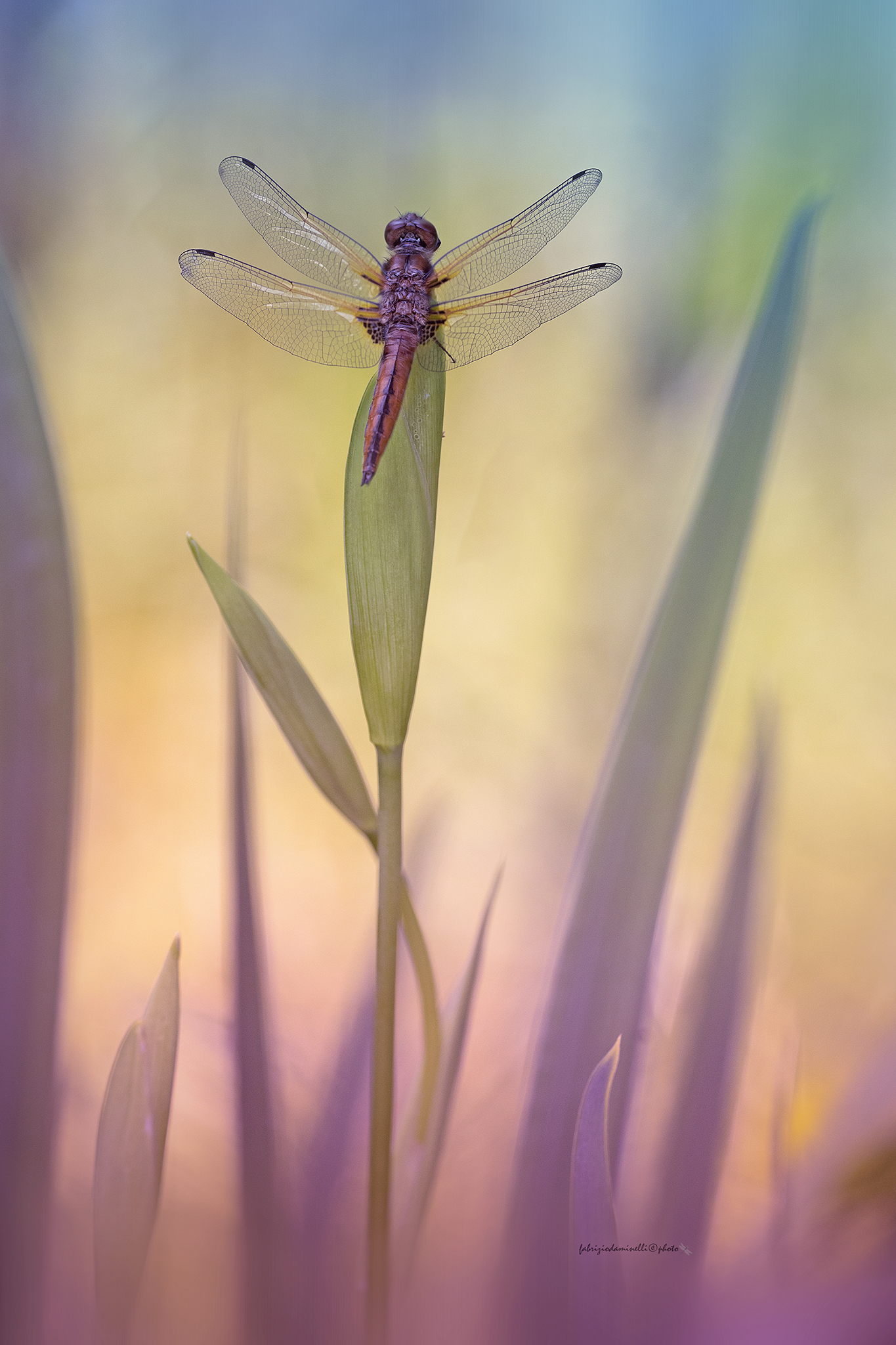 Tawny dragonfly
