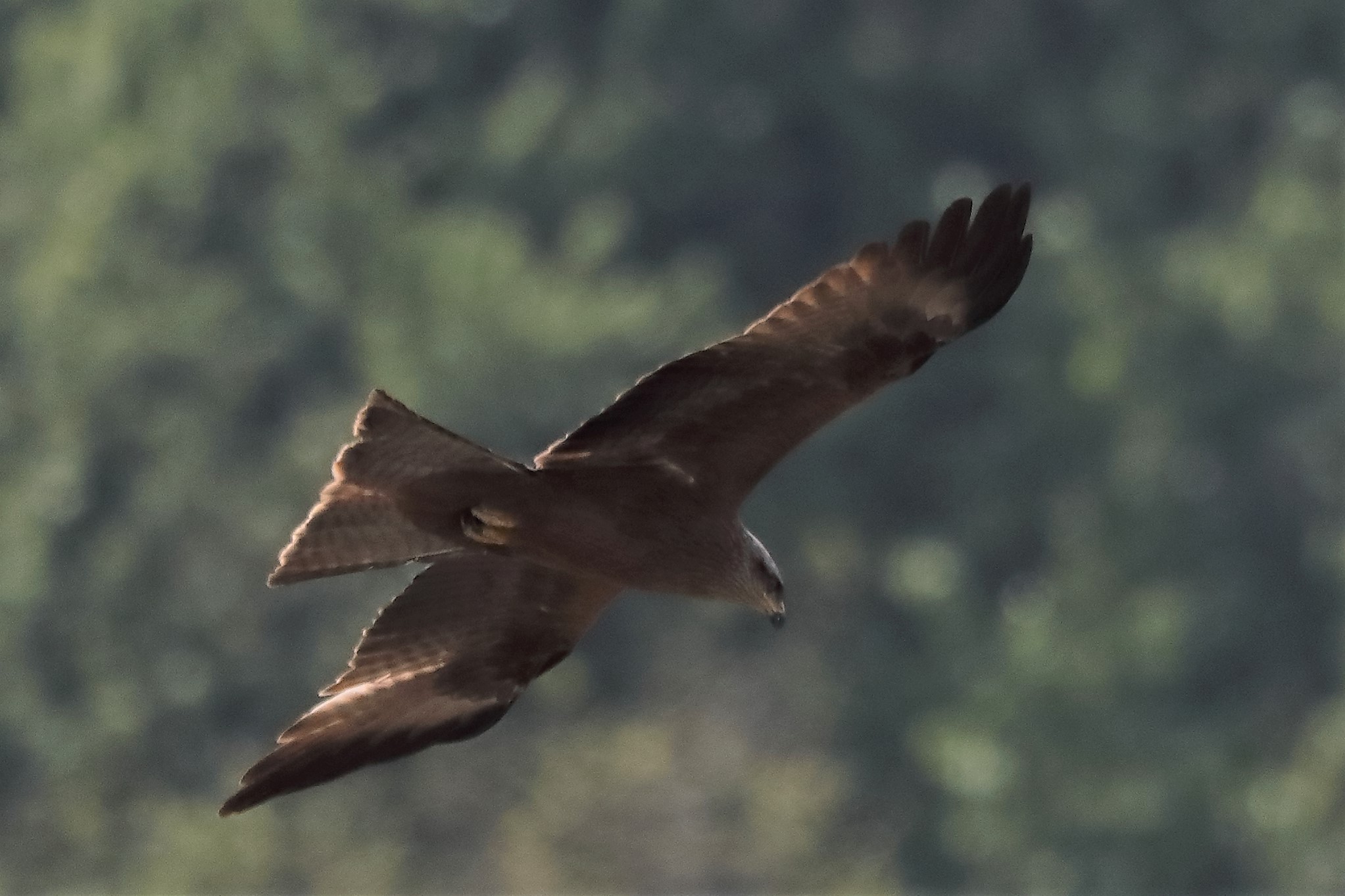 Nibbio bruno 27-04-2022