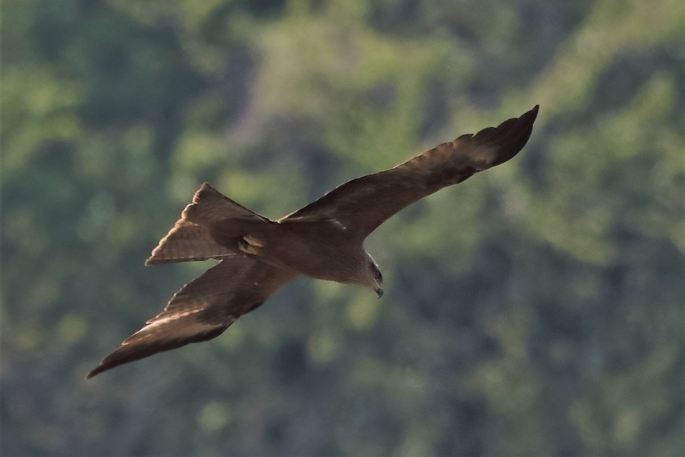 Nibbio bruno 27-04-2022