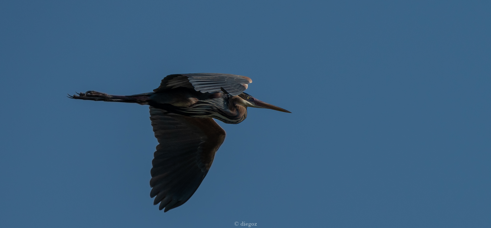 Purple heron