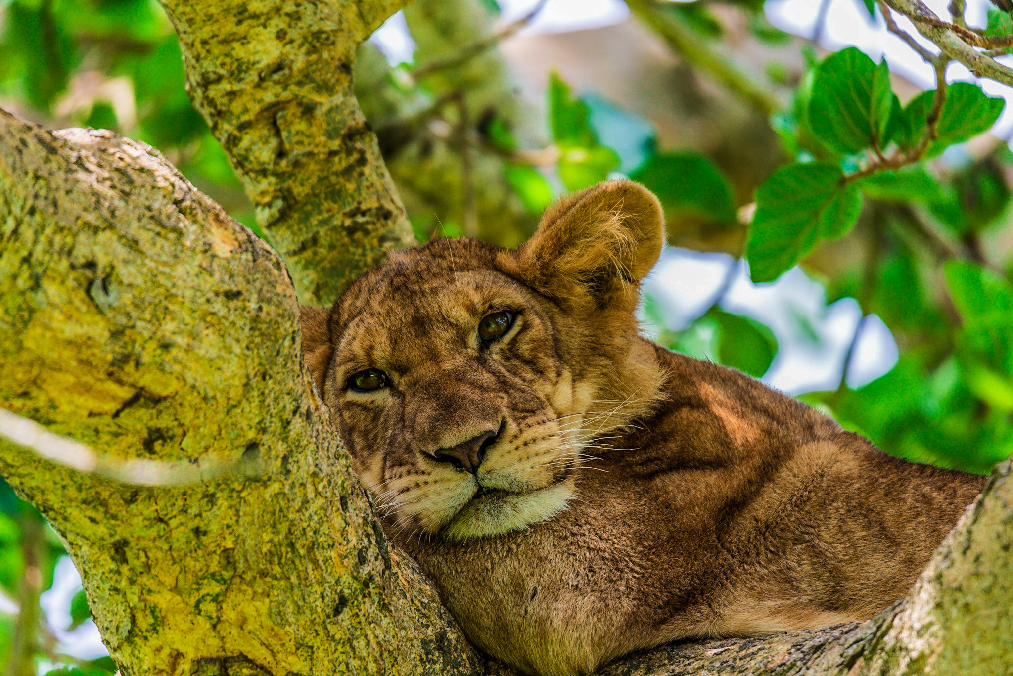 Lion tree Uganda