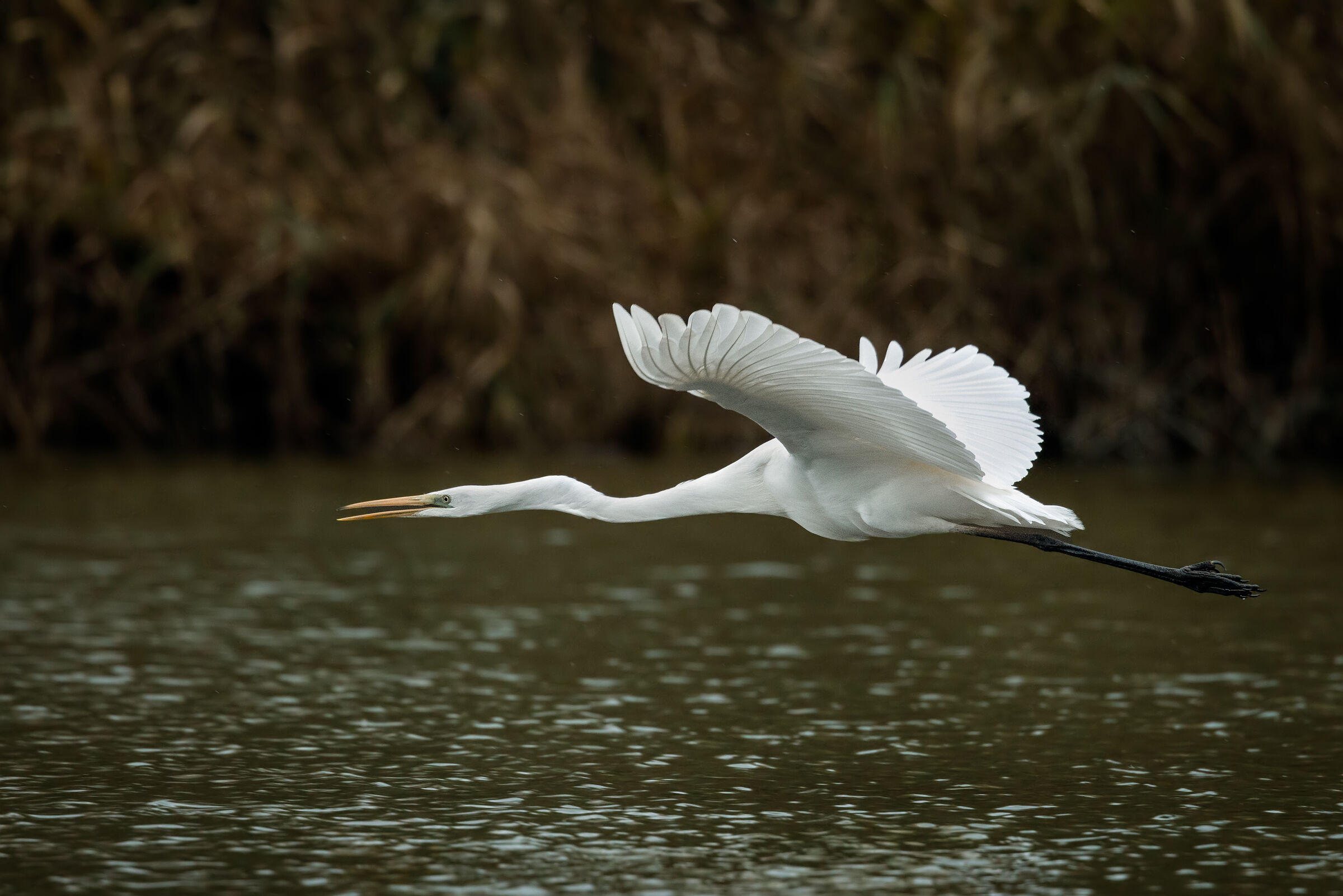 Great white heron