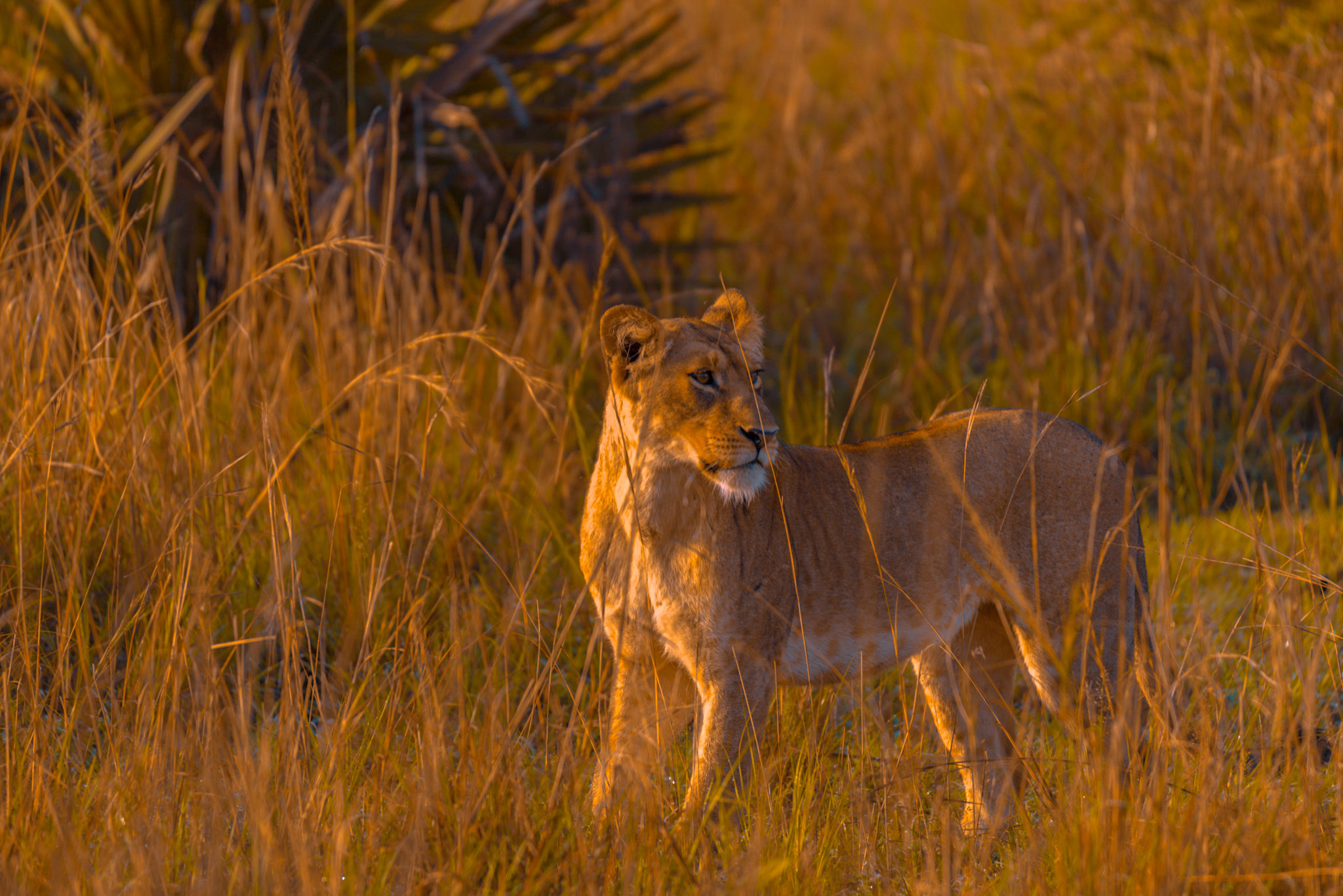 Leonessa- Murchison falls Uganda