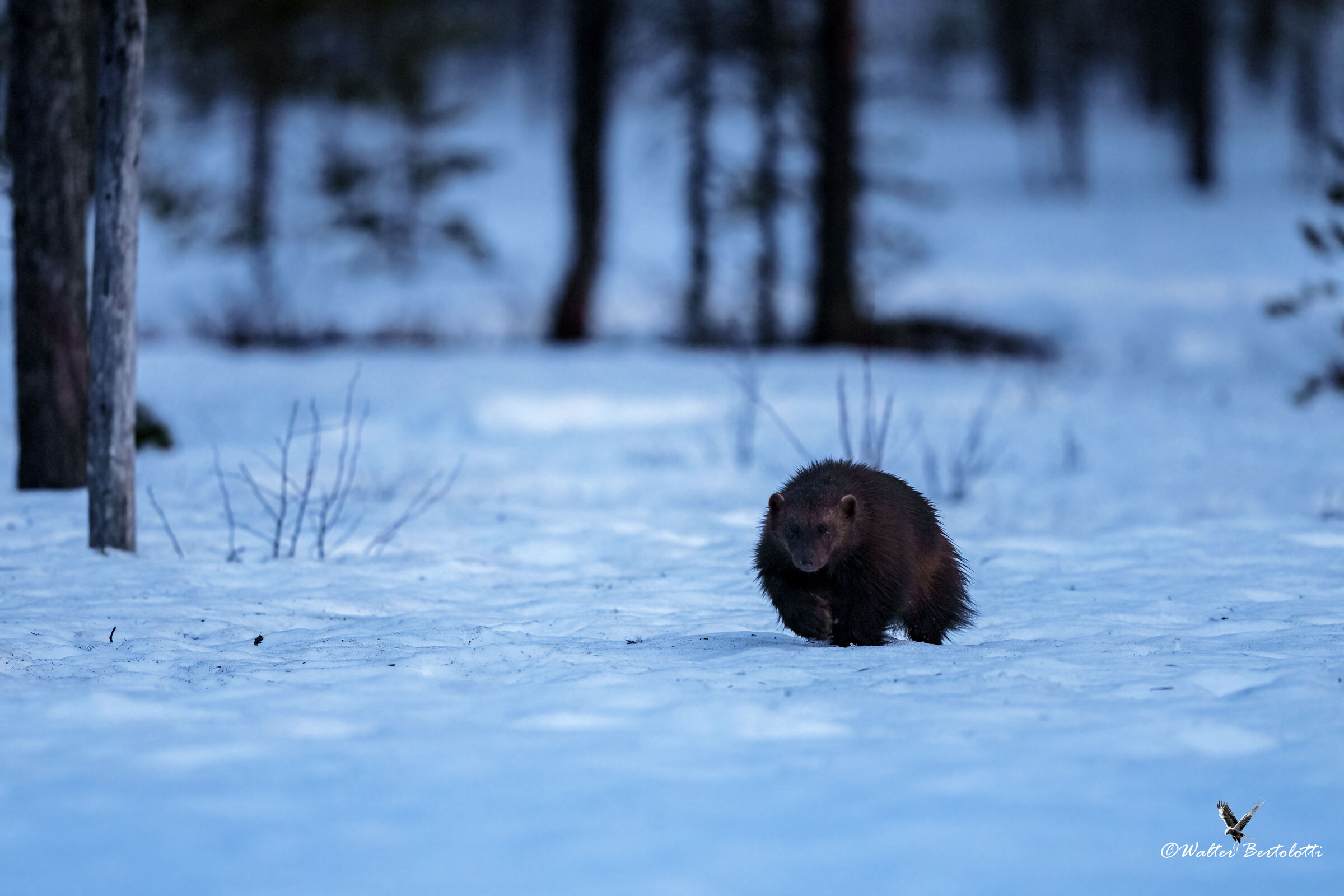 ghiottone all'ora blu