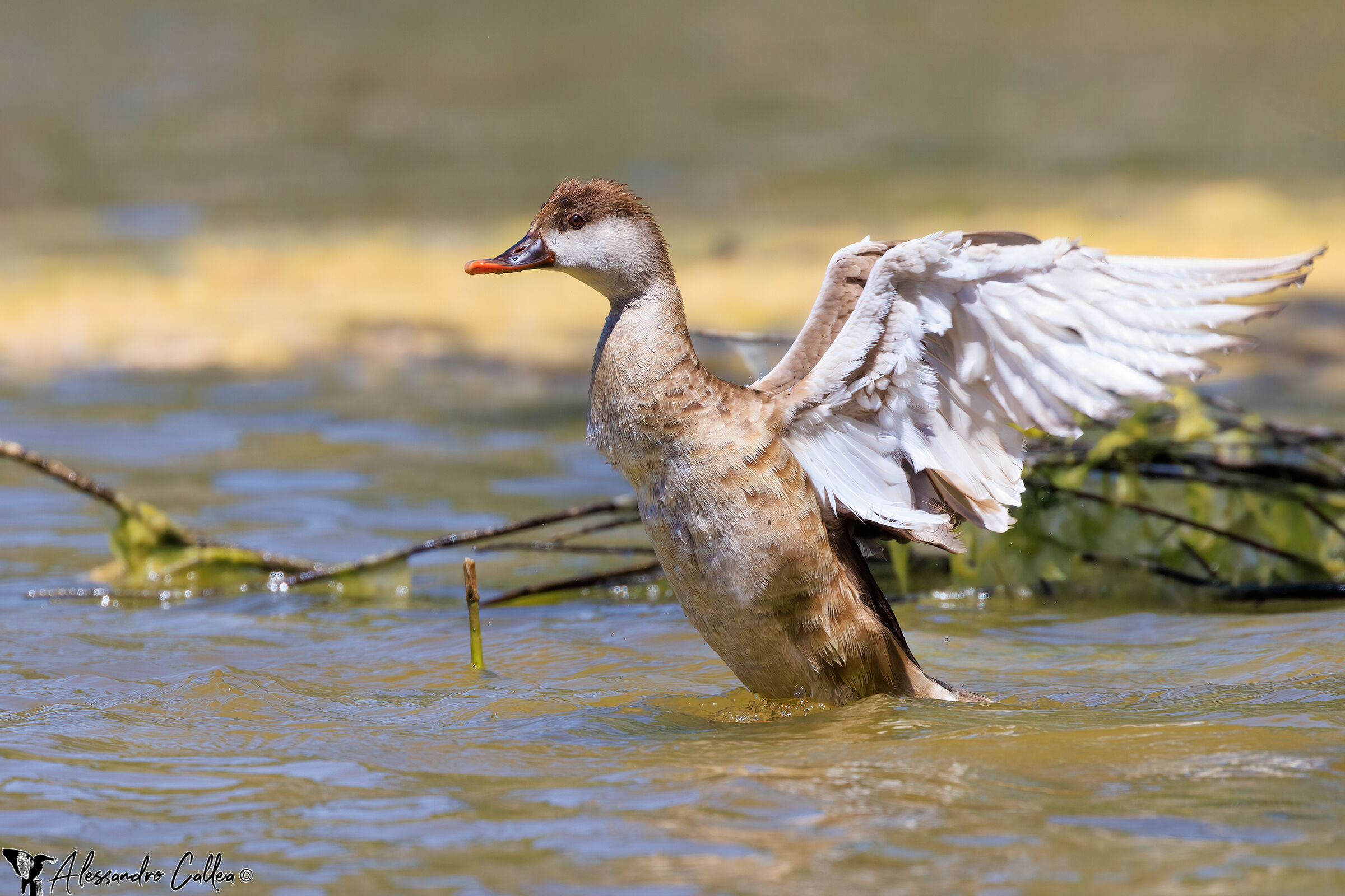 Red-crested pochard