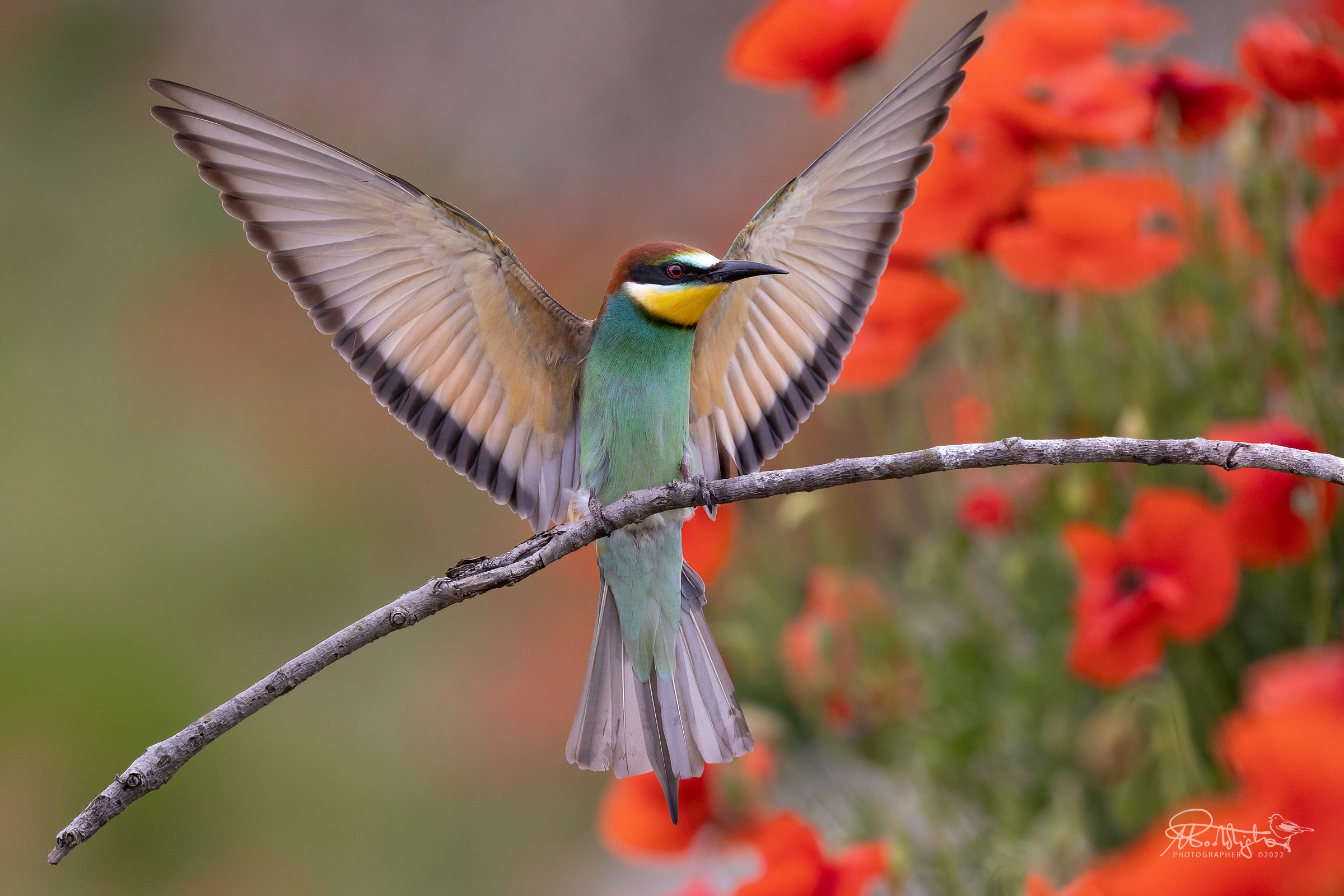 Un angelo arcobaleno