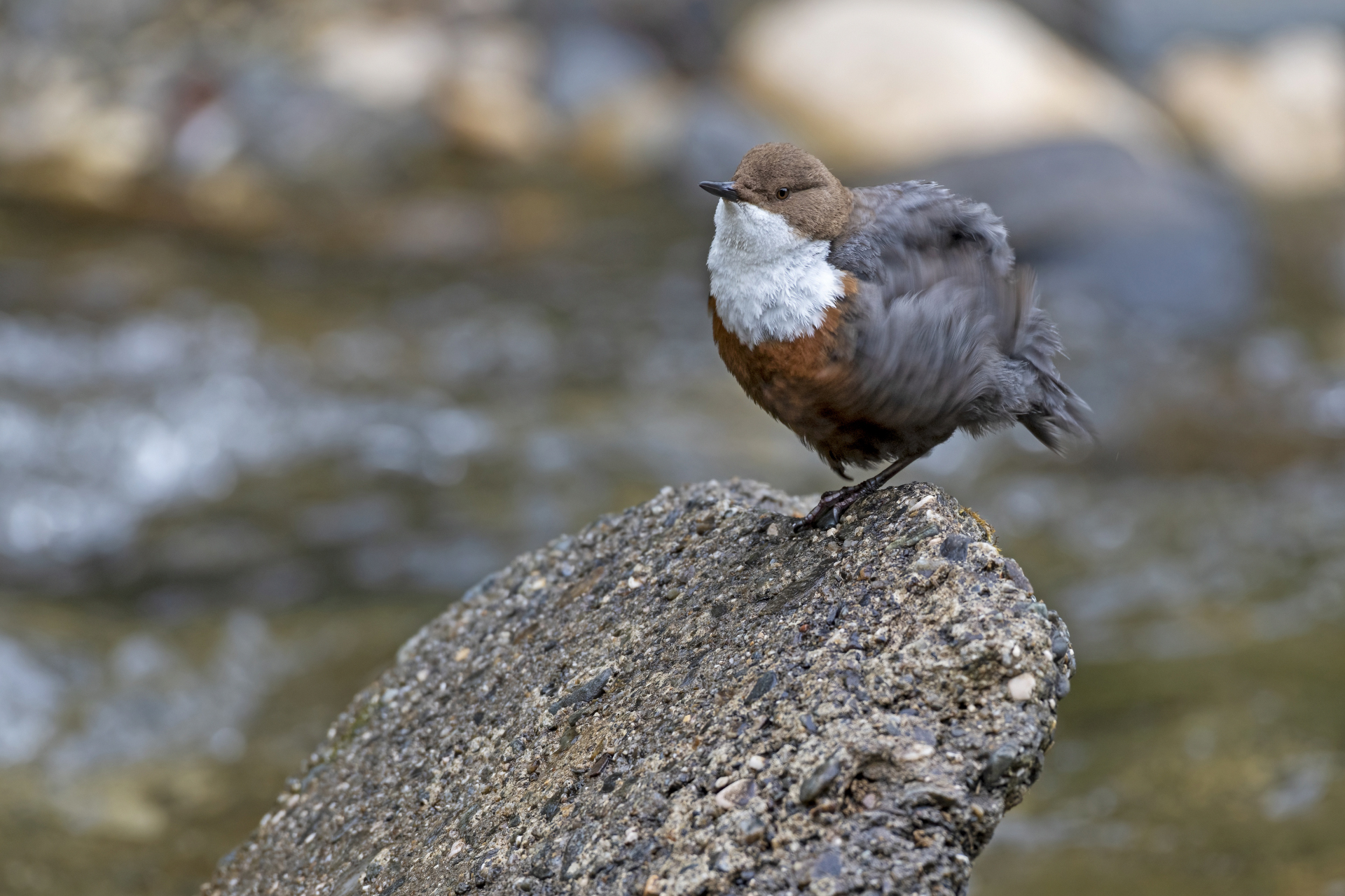 White-throated dipper