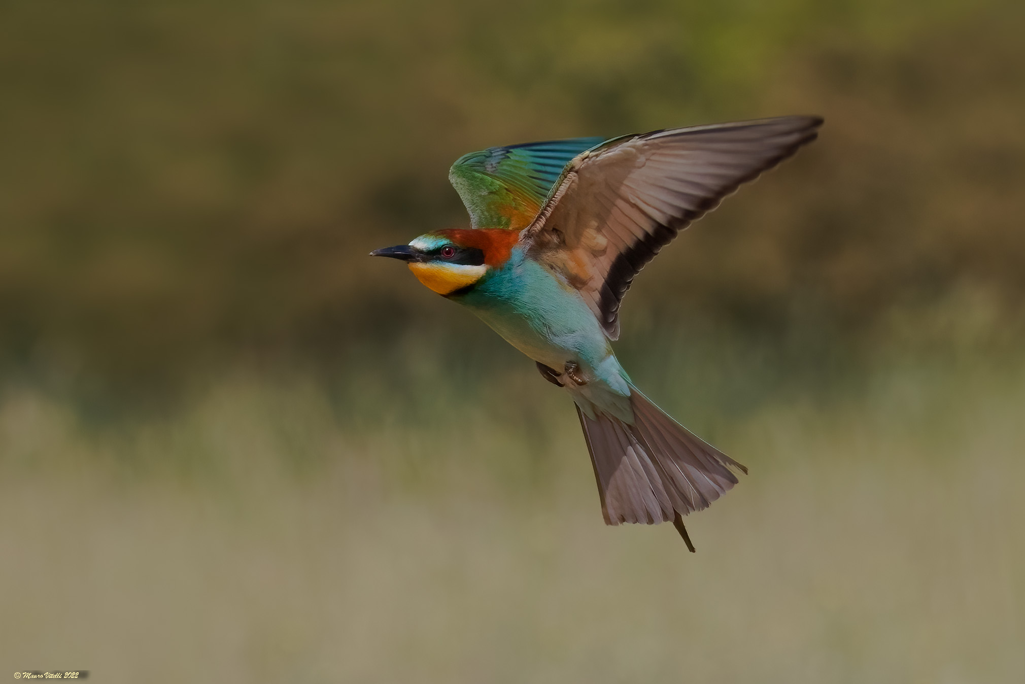 Bee-eater (Merops apiaster)