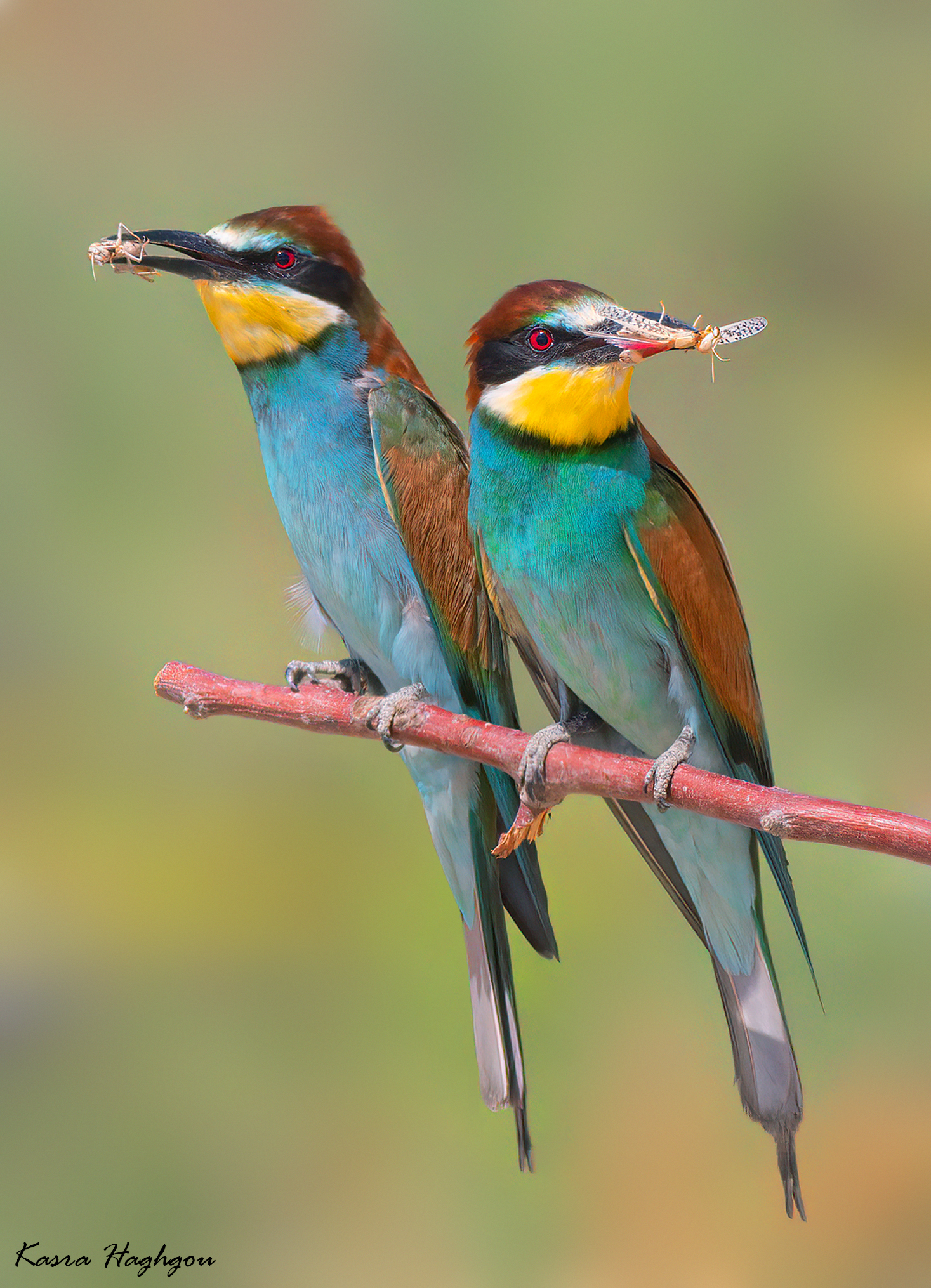 Bee-eater