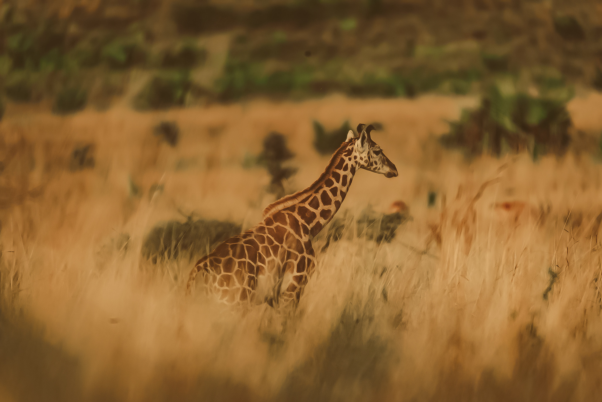 Giraffe- Murchison Uganda