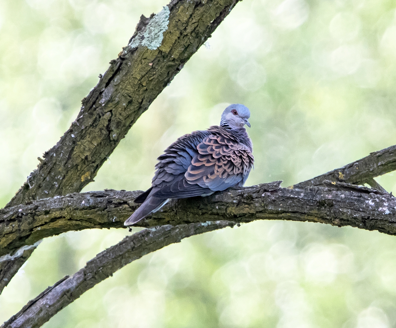 Wild Turtledove Oasis Lipu 17/05/2022