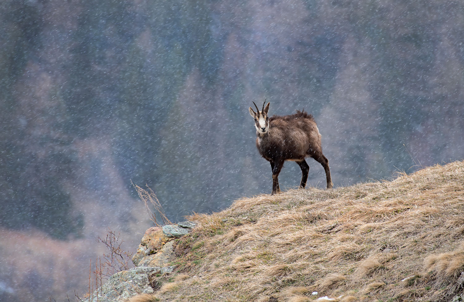 Chamois