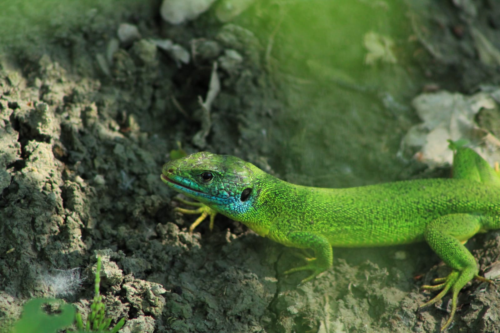 Green lizard