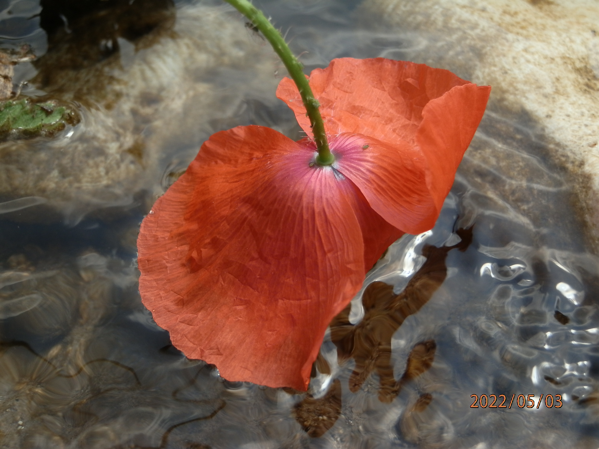 waterpoppy