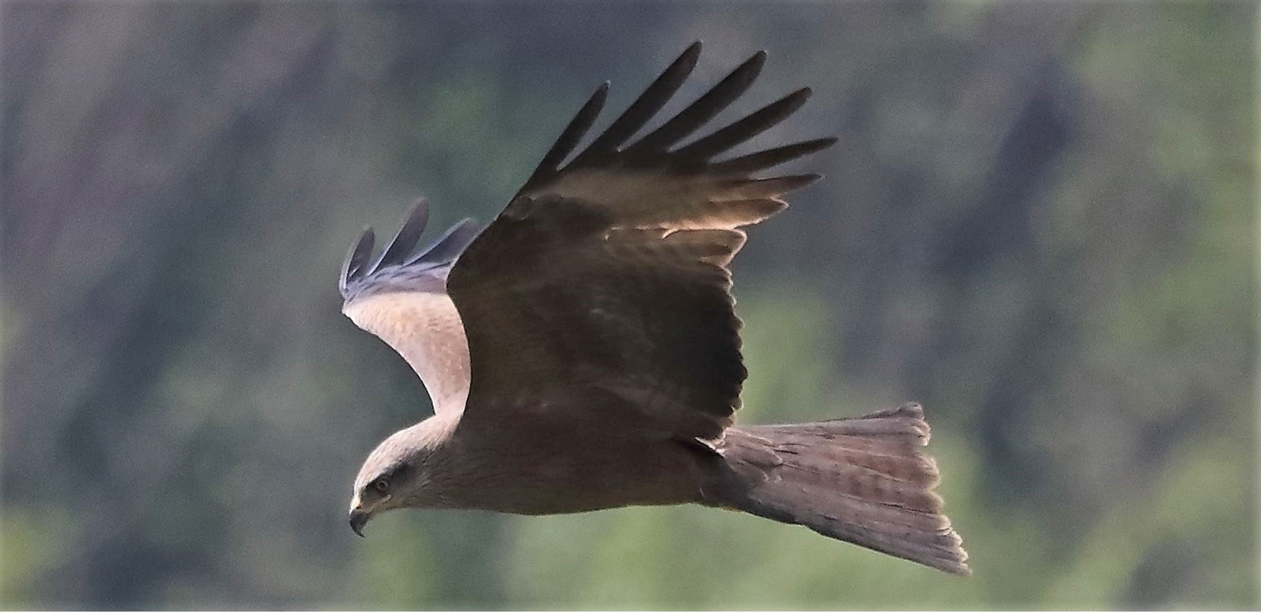 Nibbio bruno 27-04-2022