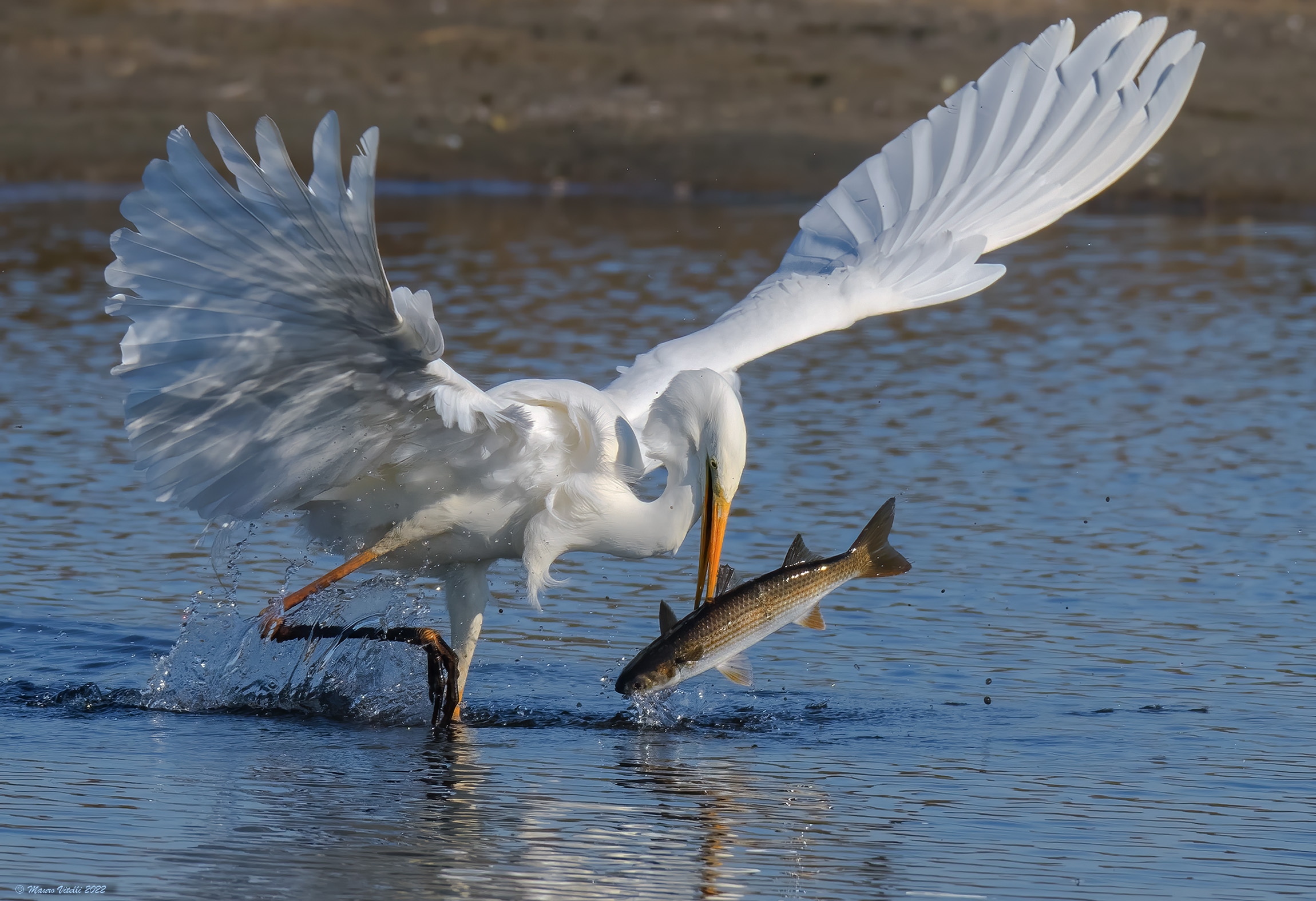 Great White Heron (Casmerodius albus)