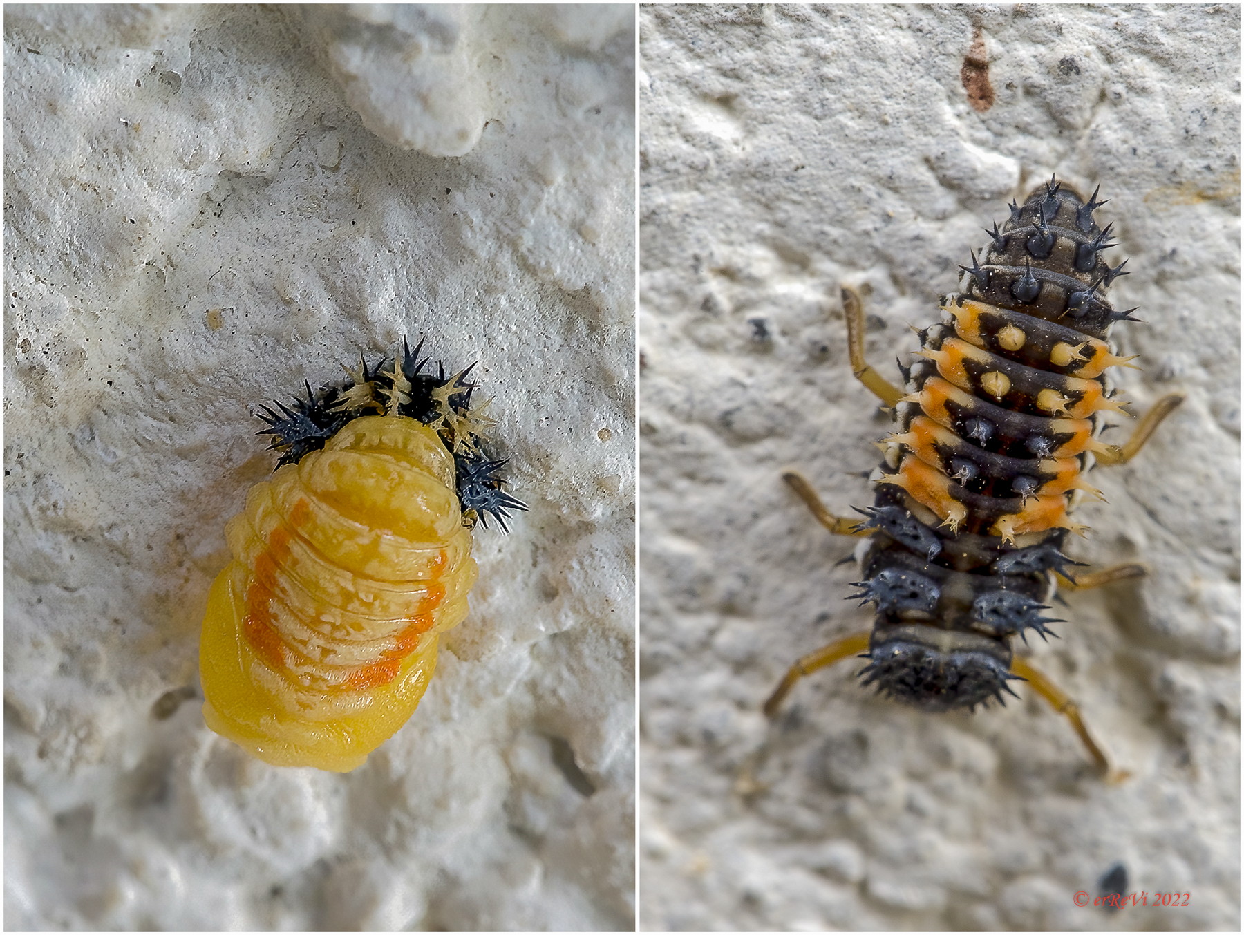 Ladybug, larvae.