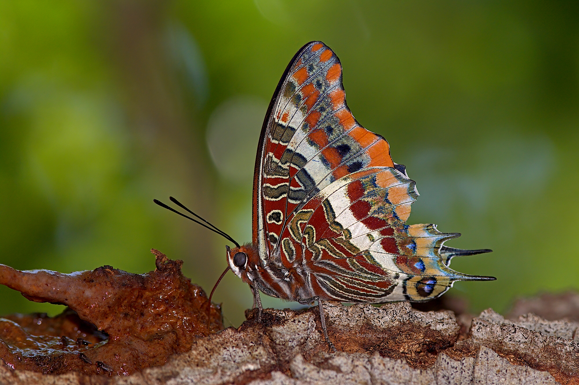 Ninfa del corbezzolo (Charaxes jasius )
