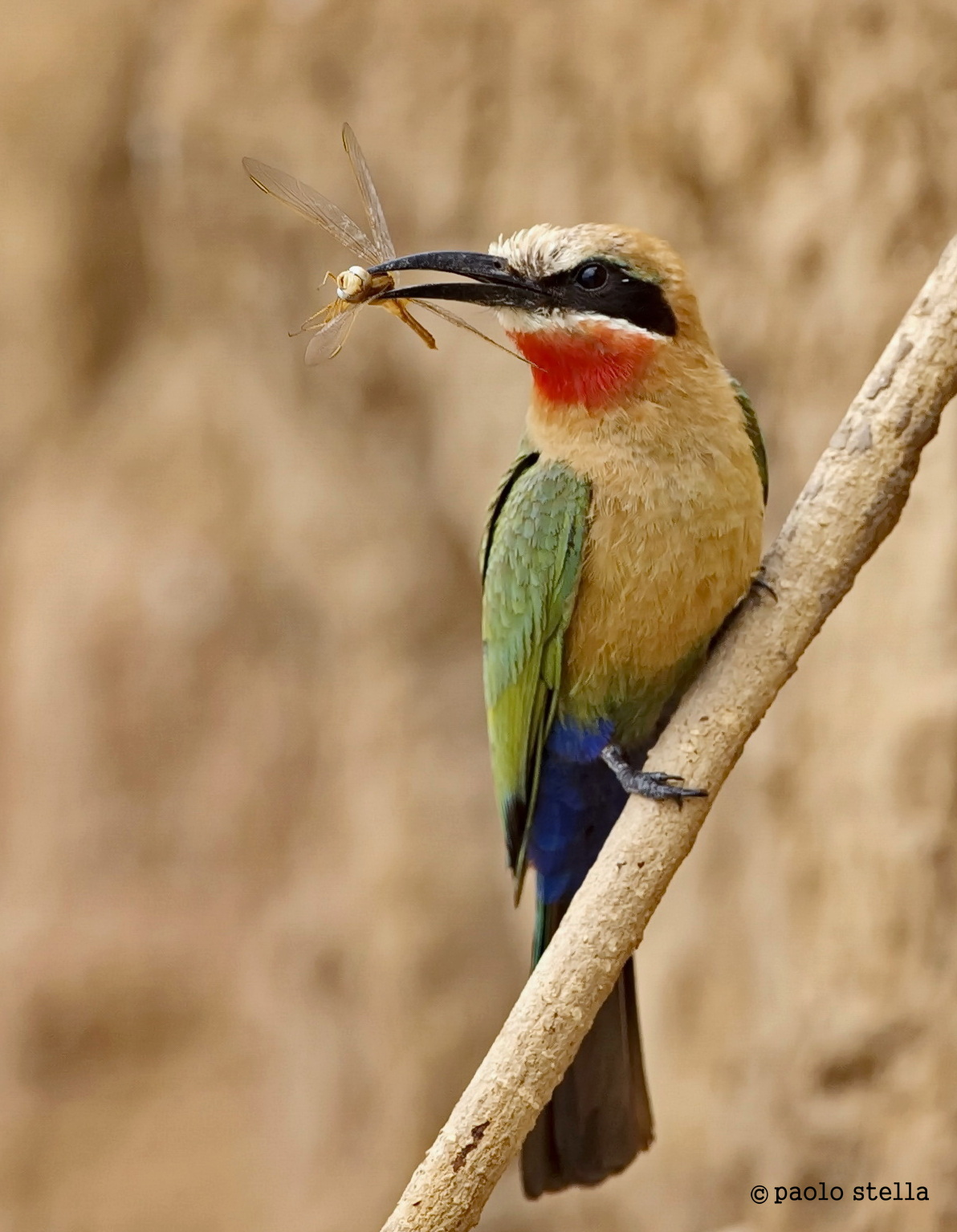 White-fronted Bee-eater