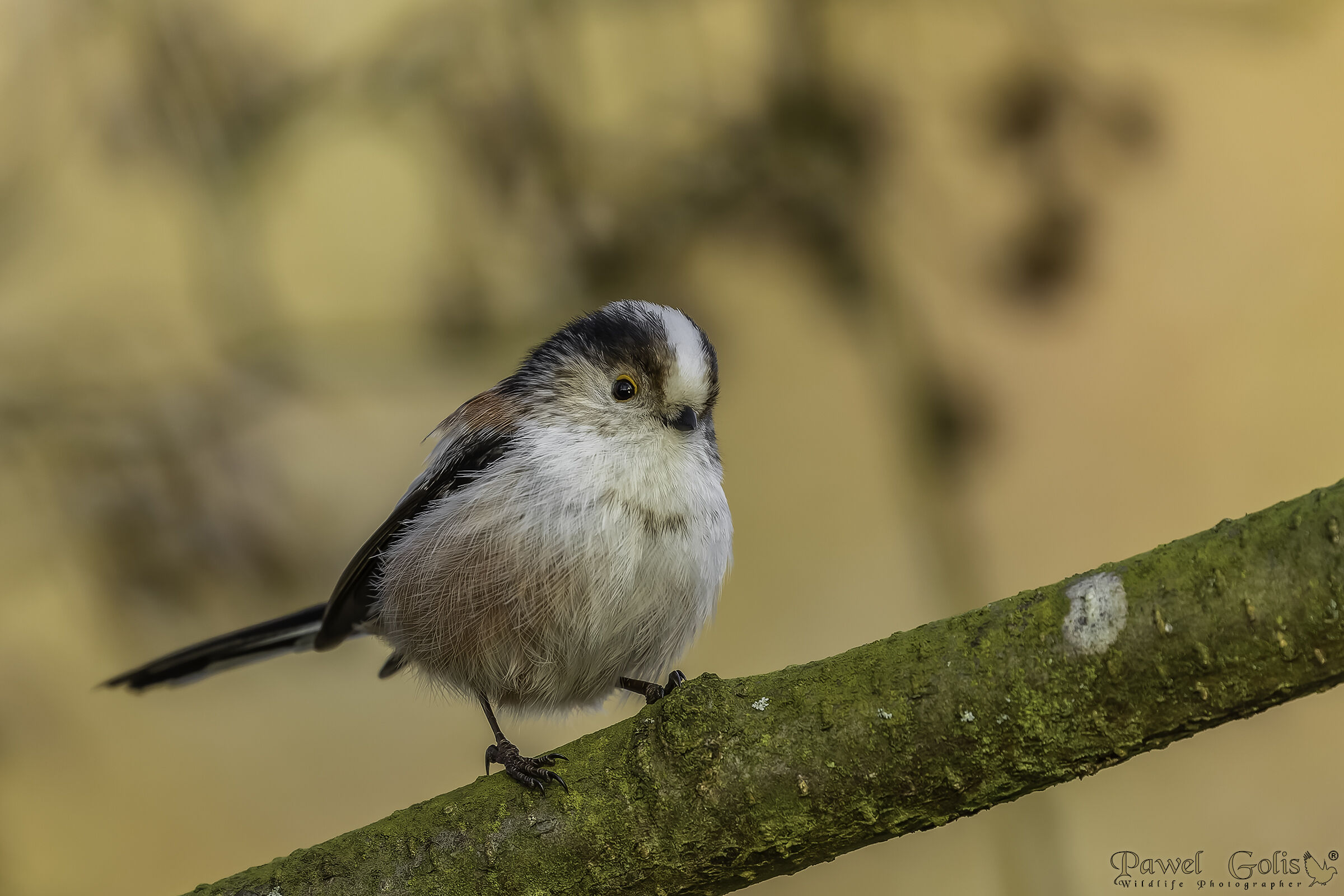 Long-tailed bushtit (Aegithalos caudatus)