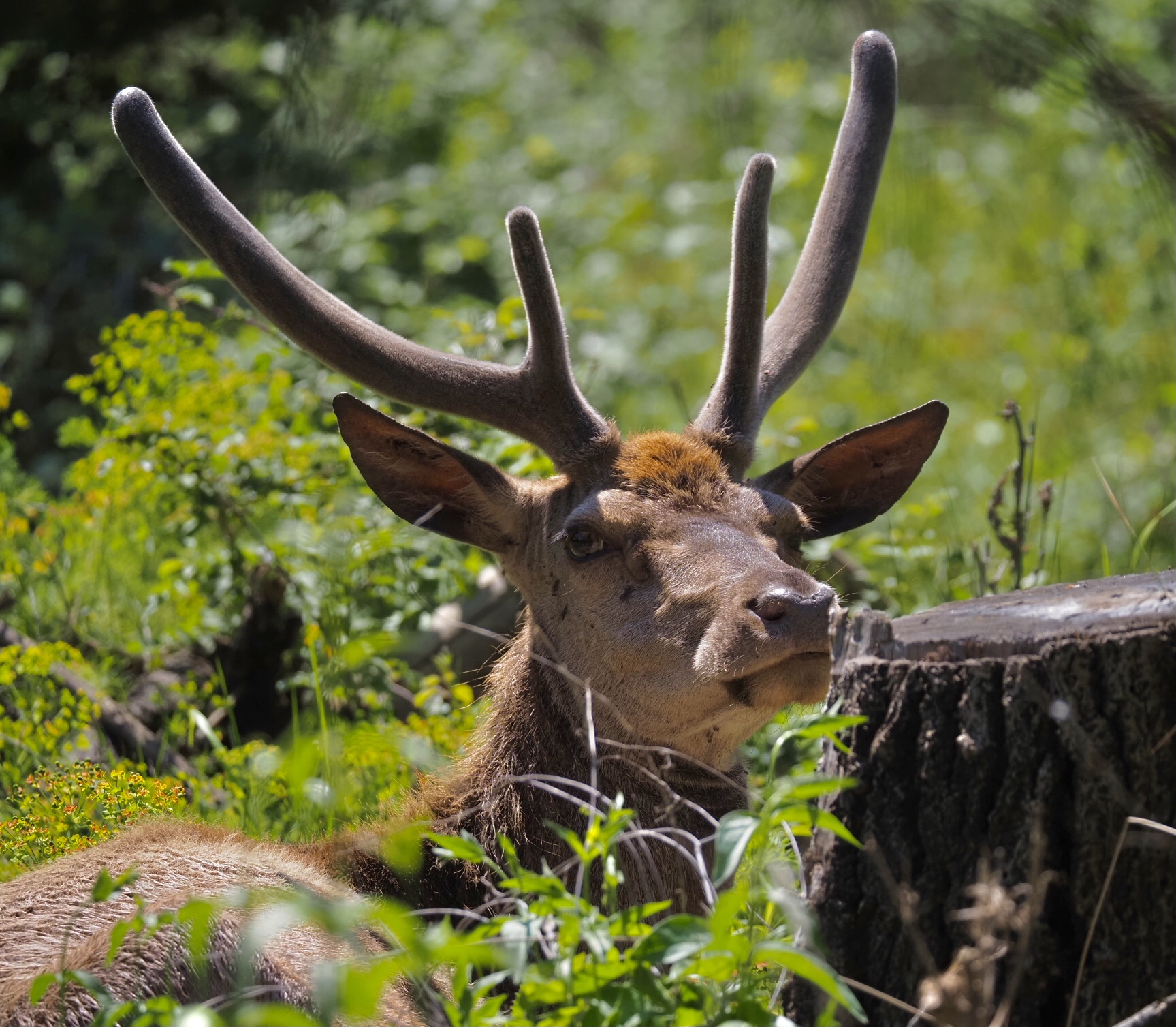 Cervus elaphus italicus