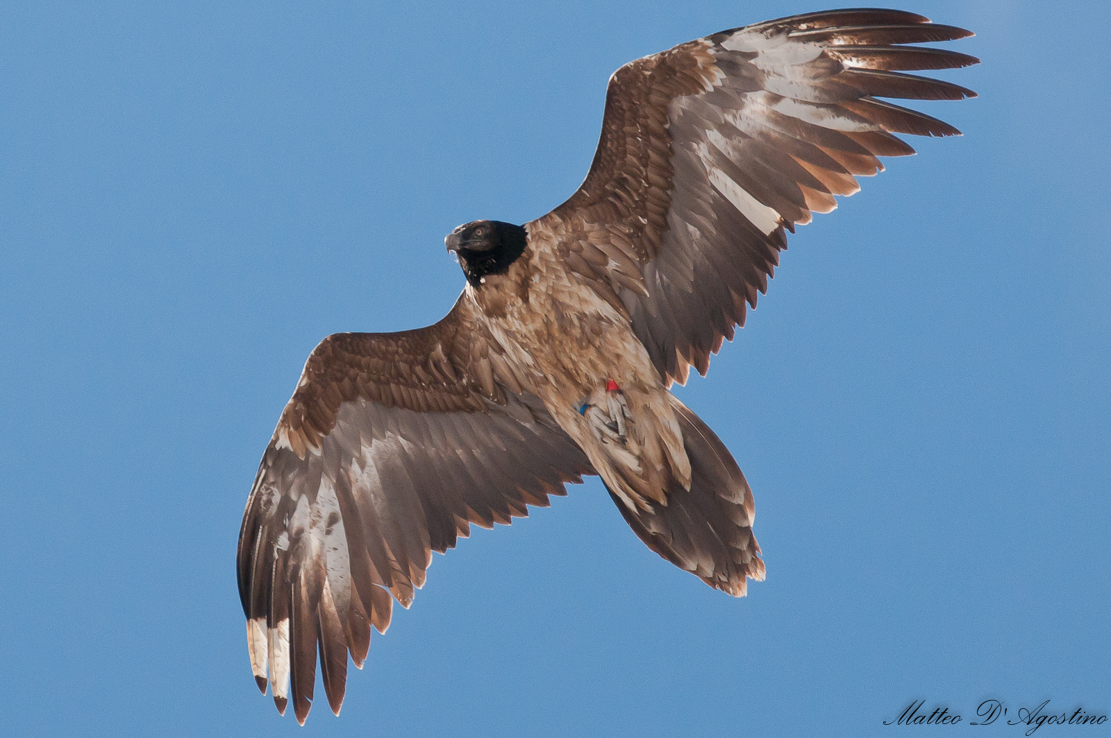 young bearded vulture