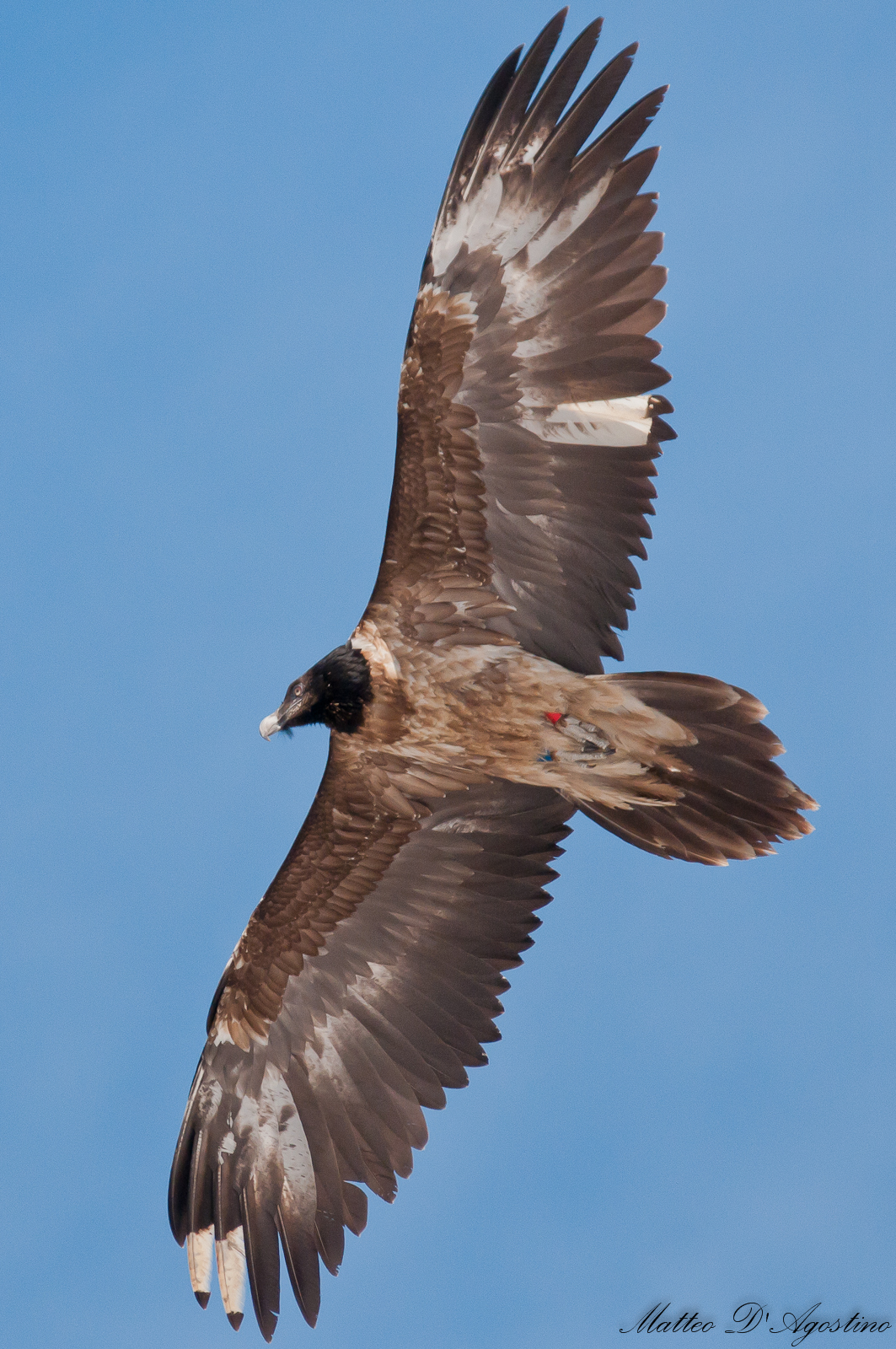 young bearded vulture