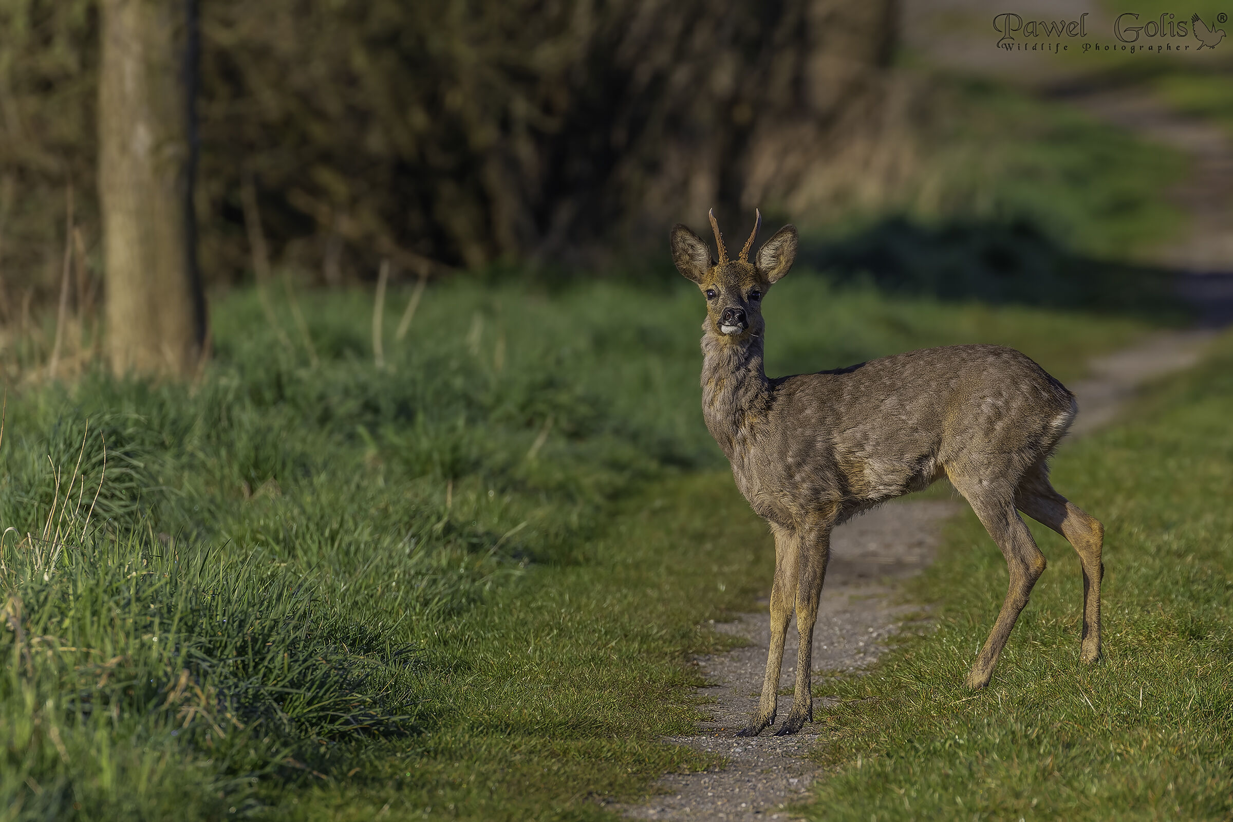 Capriolo (Capreolus capreolus)
