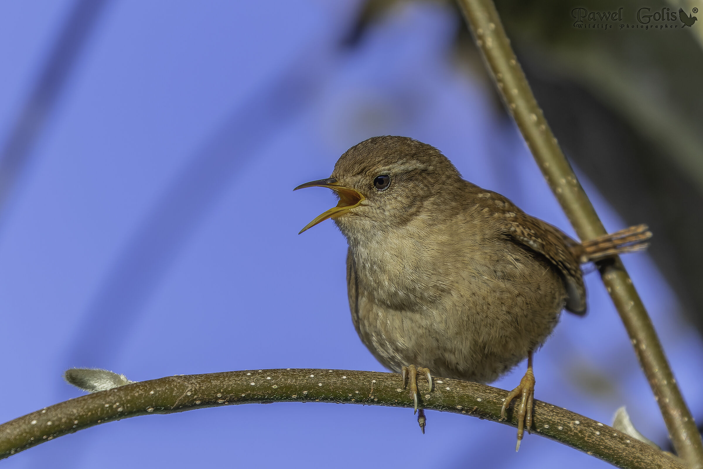 Scricciolo (Troglodytes troglodytes)