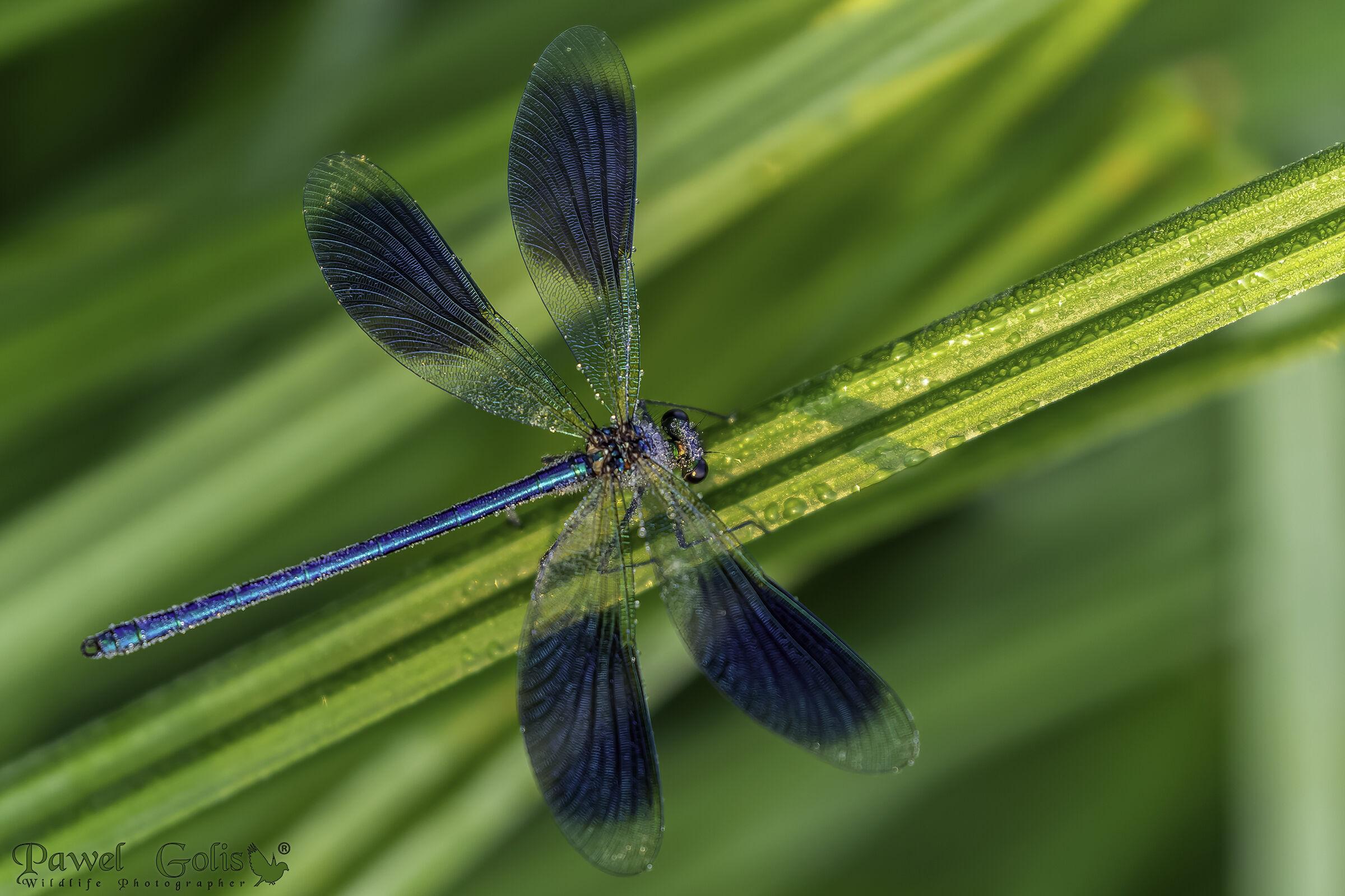 La demoiselle fasciata (Calopteryx splendens)