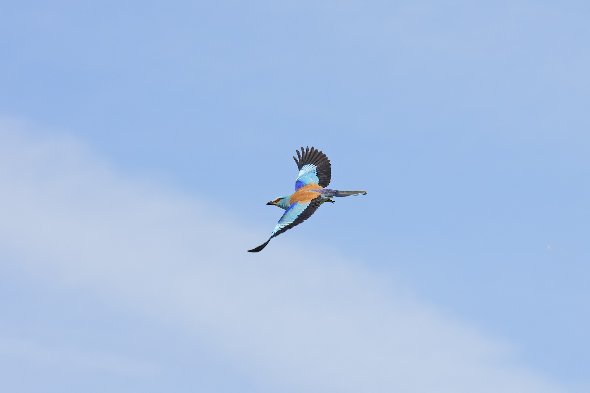 Ghiandaia Marina in Volo