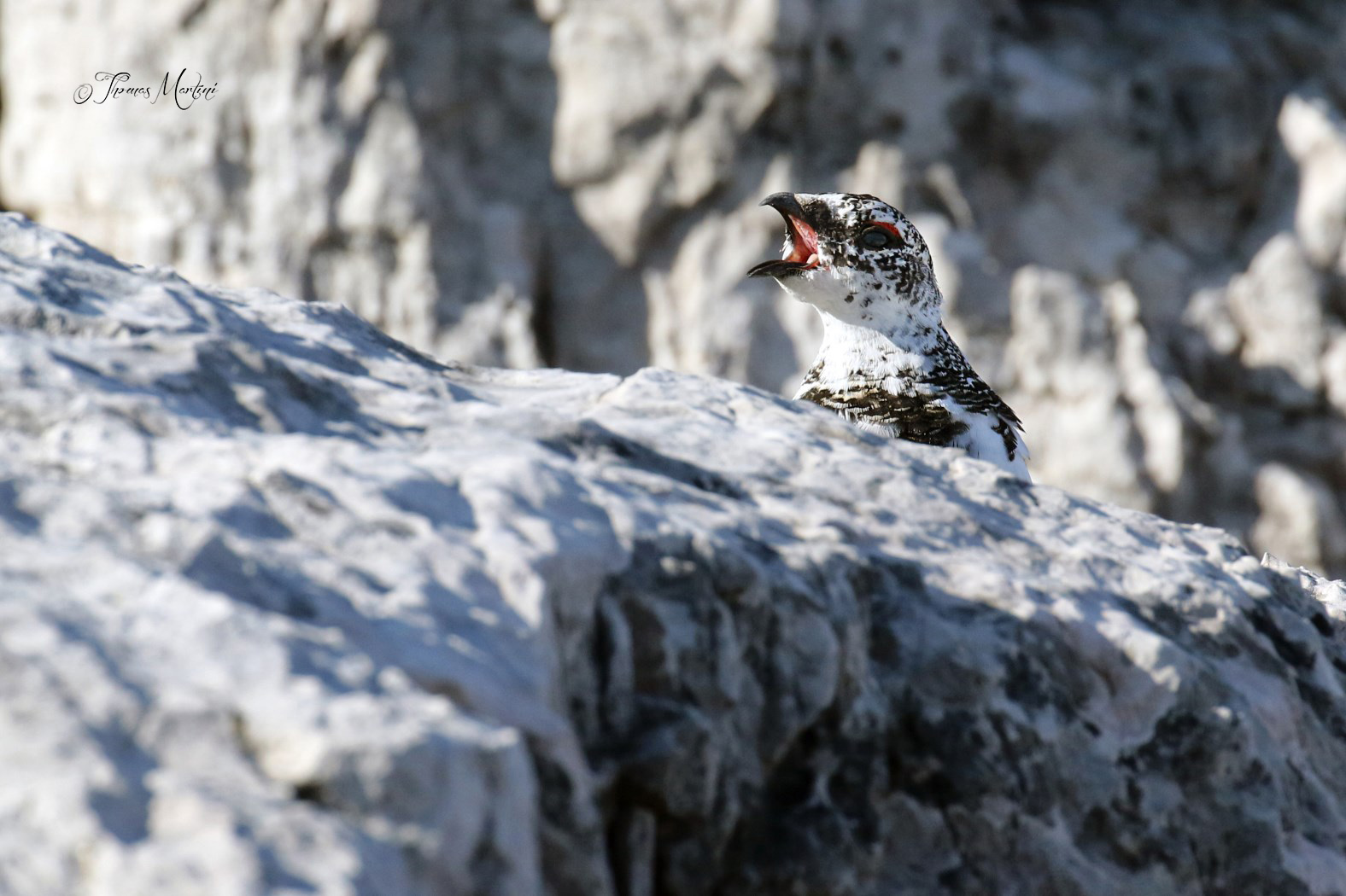 Pernice dal dentista "Fai AAAAAAA..."