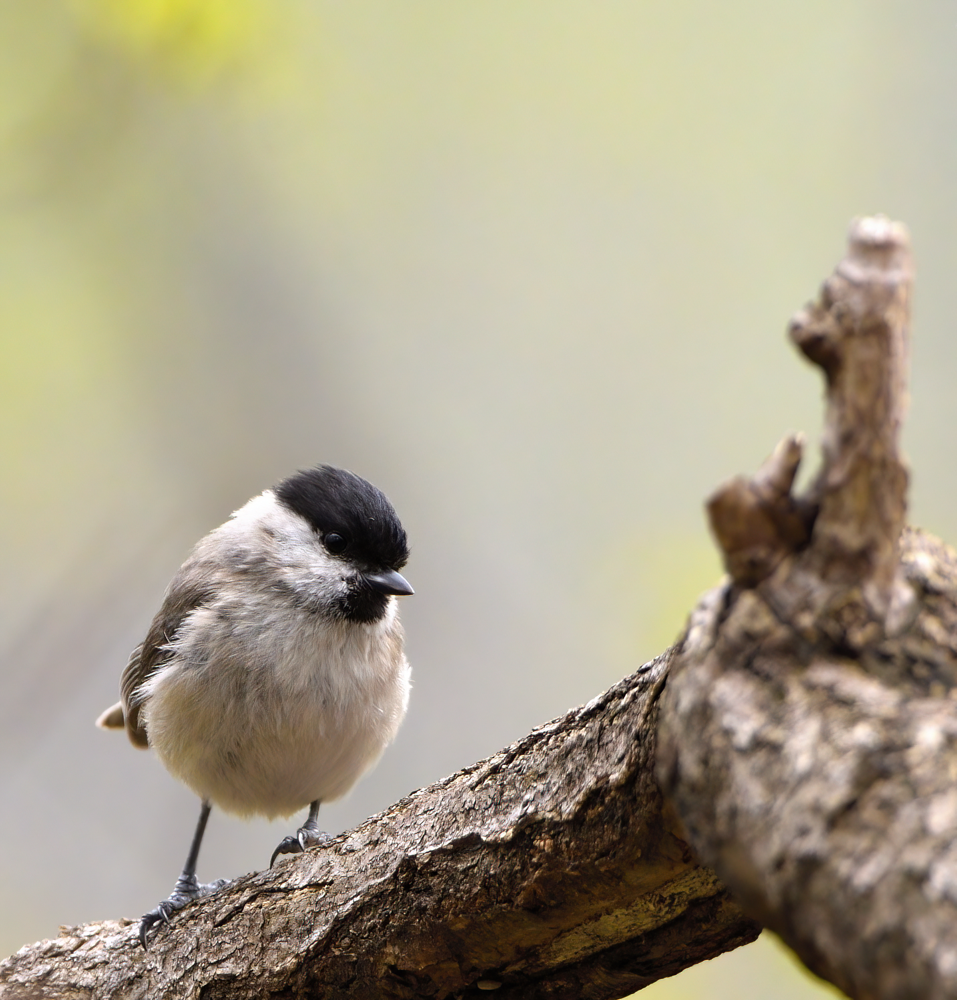 bigia bigia la cincia