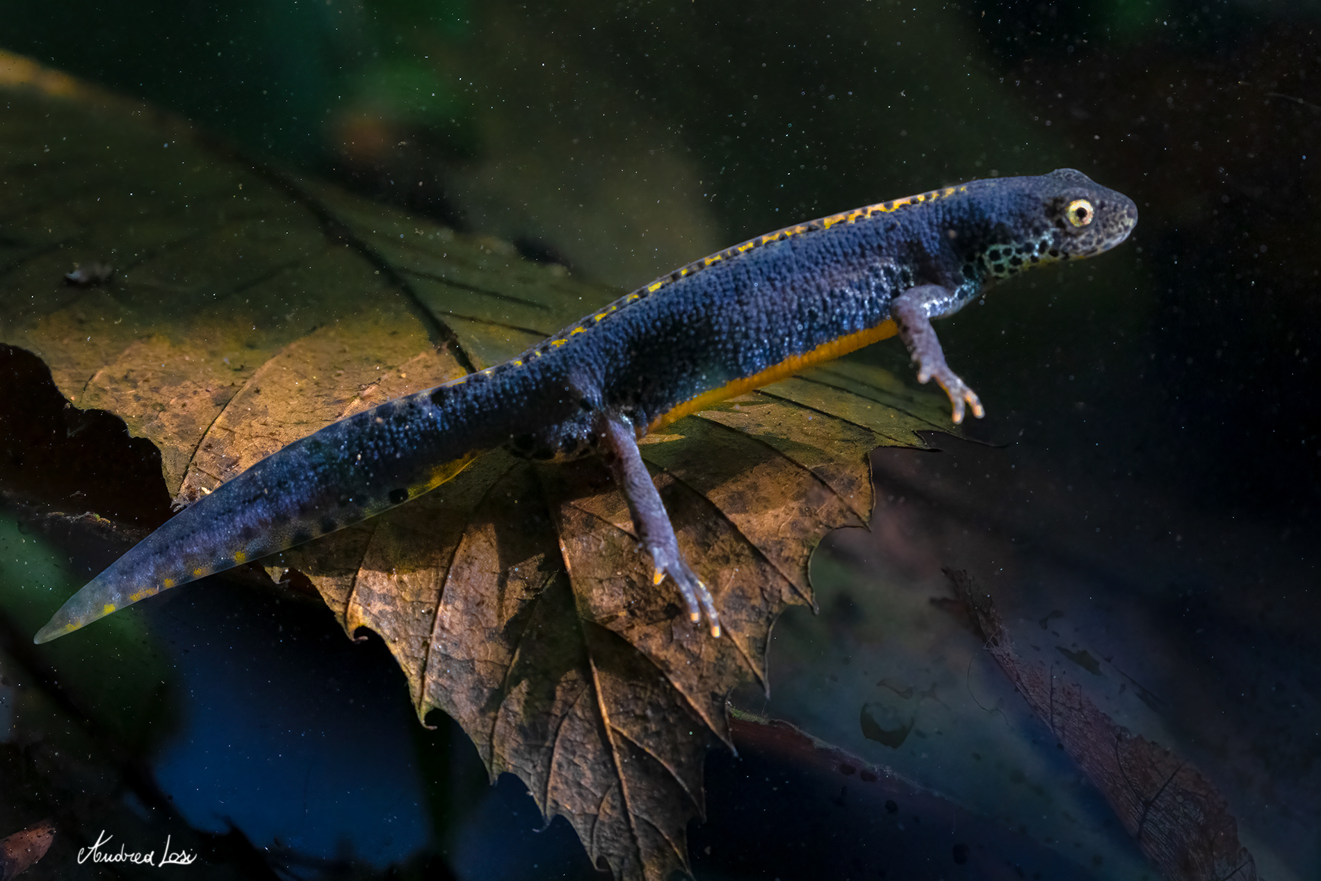 Tritone Alpino (Ichthyosaura alpestris)