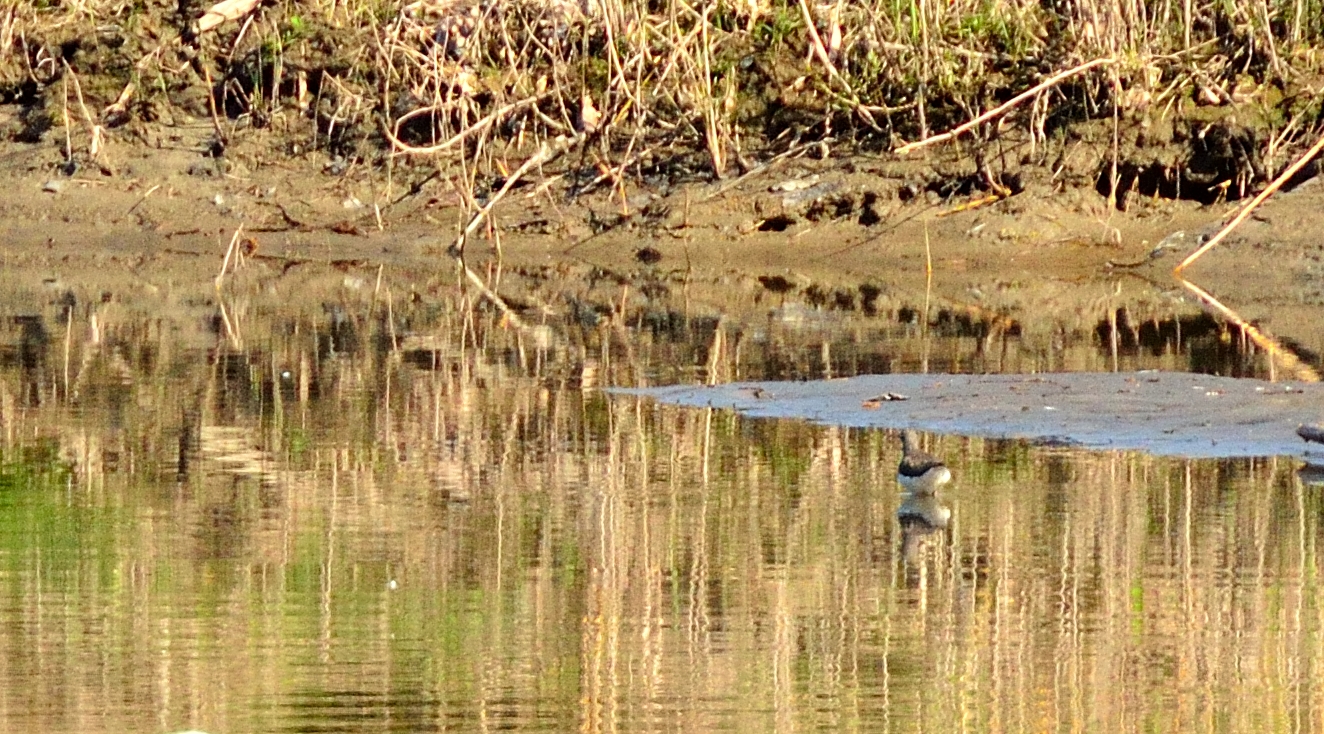 Piro piro a distanza siderale