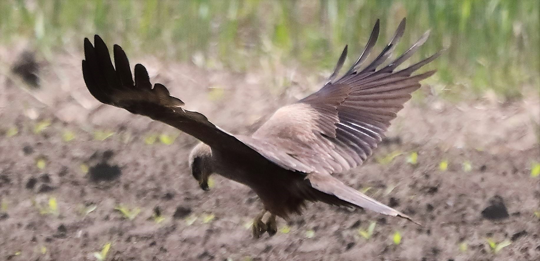 Nibbio bruno 27-04-2022