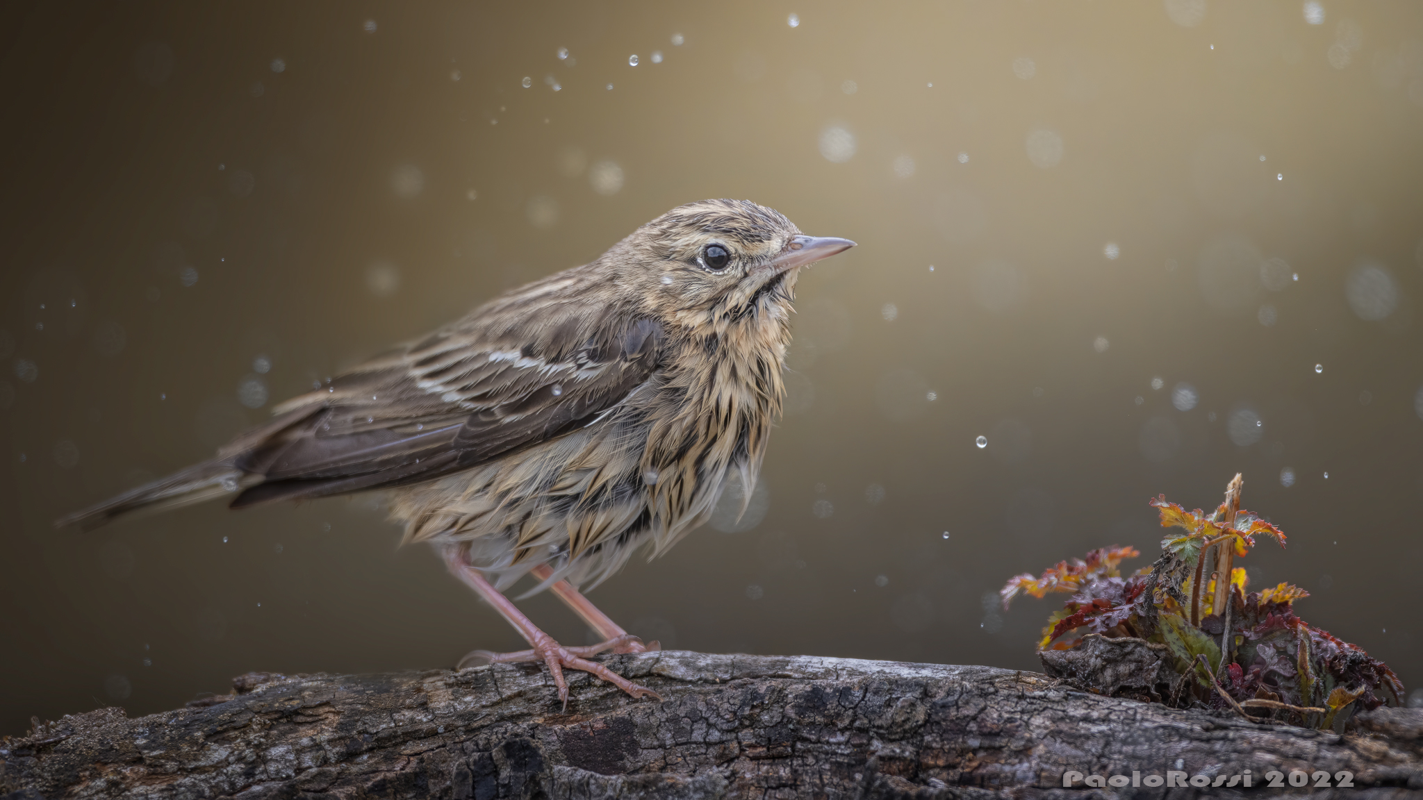 Prispolone after the bath ...