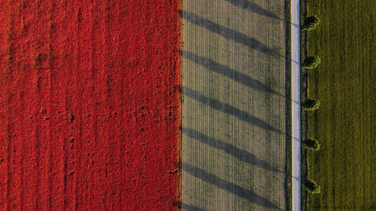 Poppy field at sunset