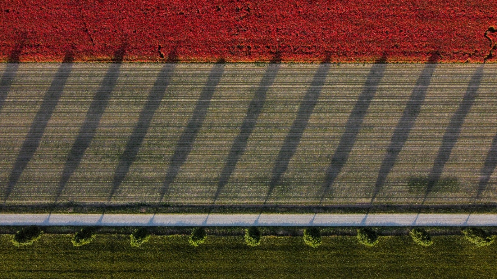 Poppy field at sunset