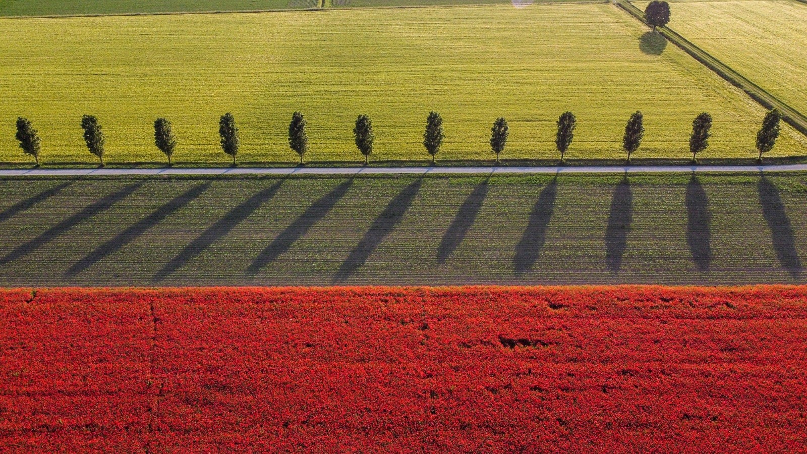 Poppy field at sunset