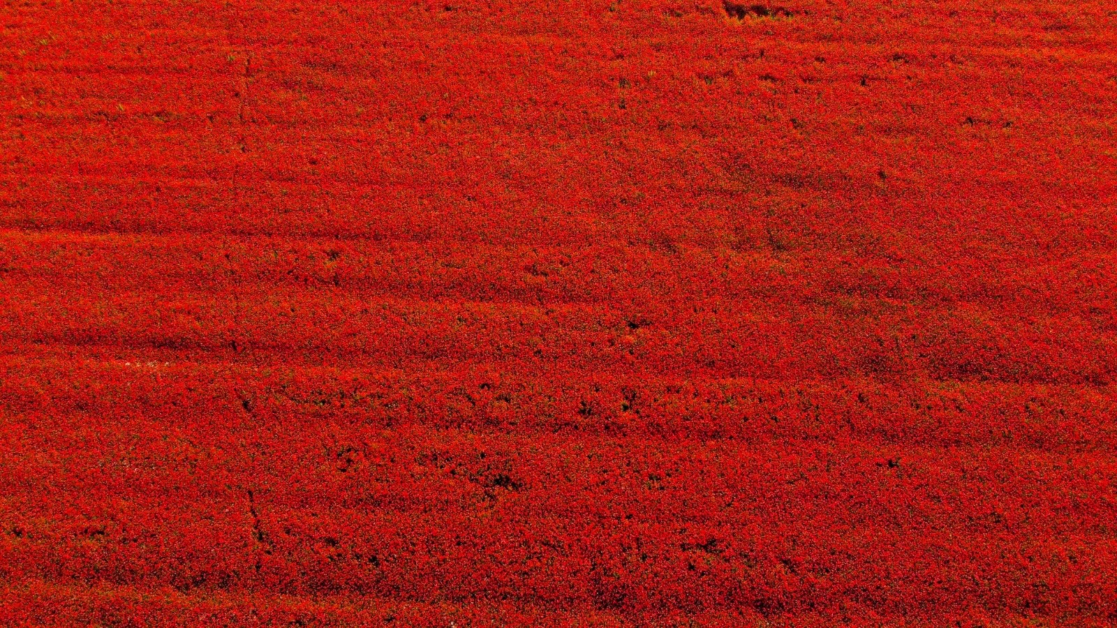 Poppy field at sunset