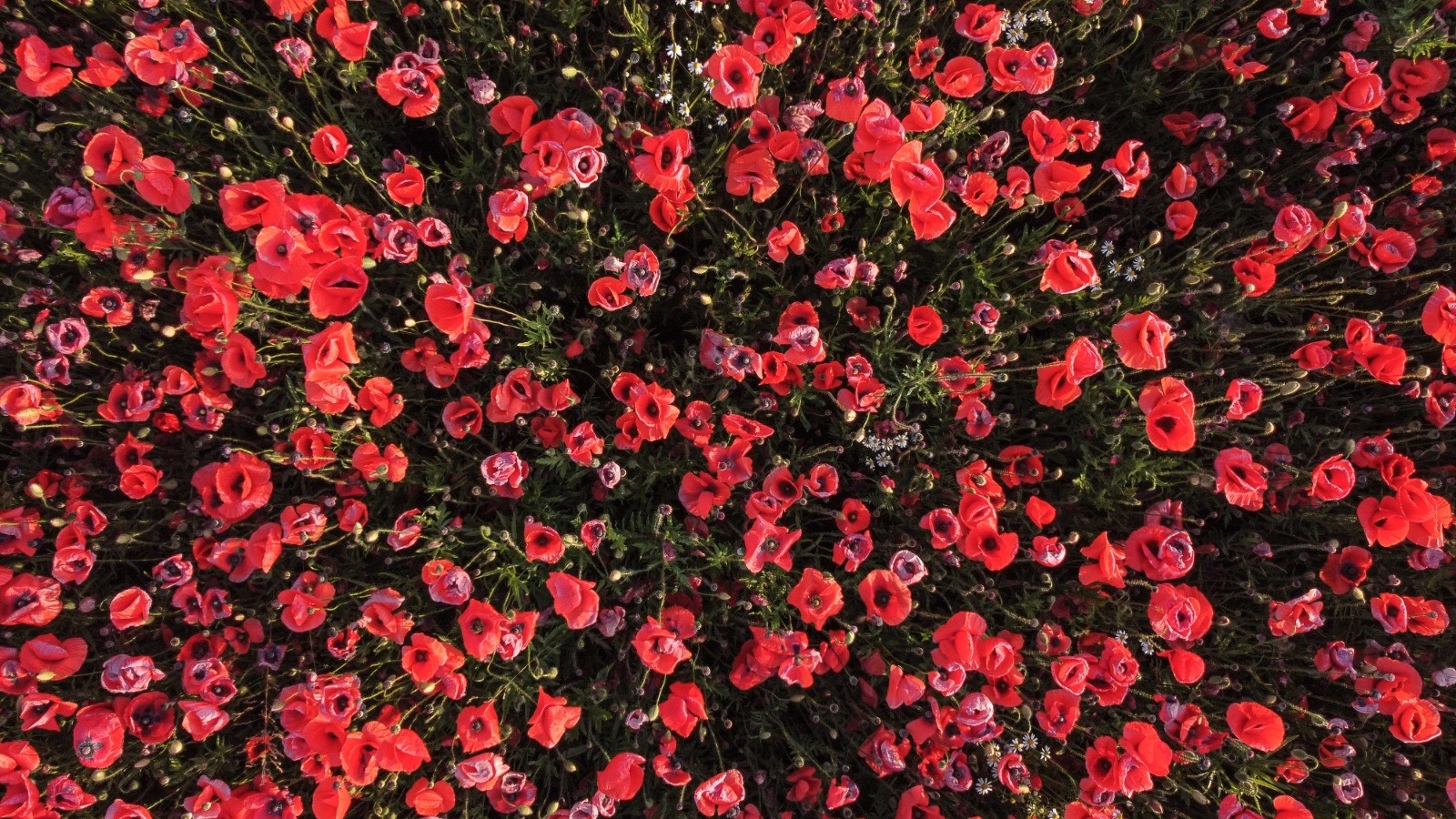 Poppy field at sunset