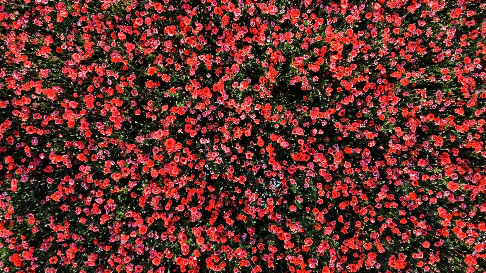 Poppy field at sunset