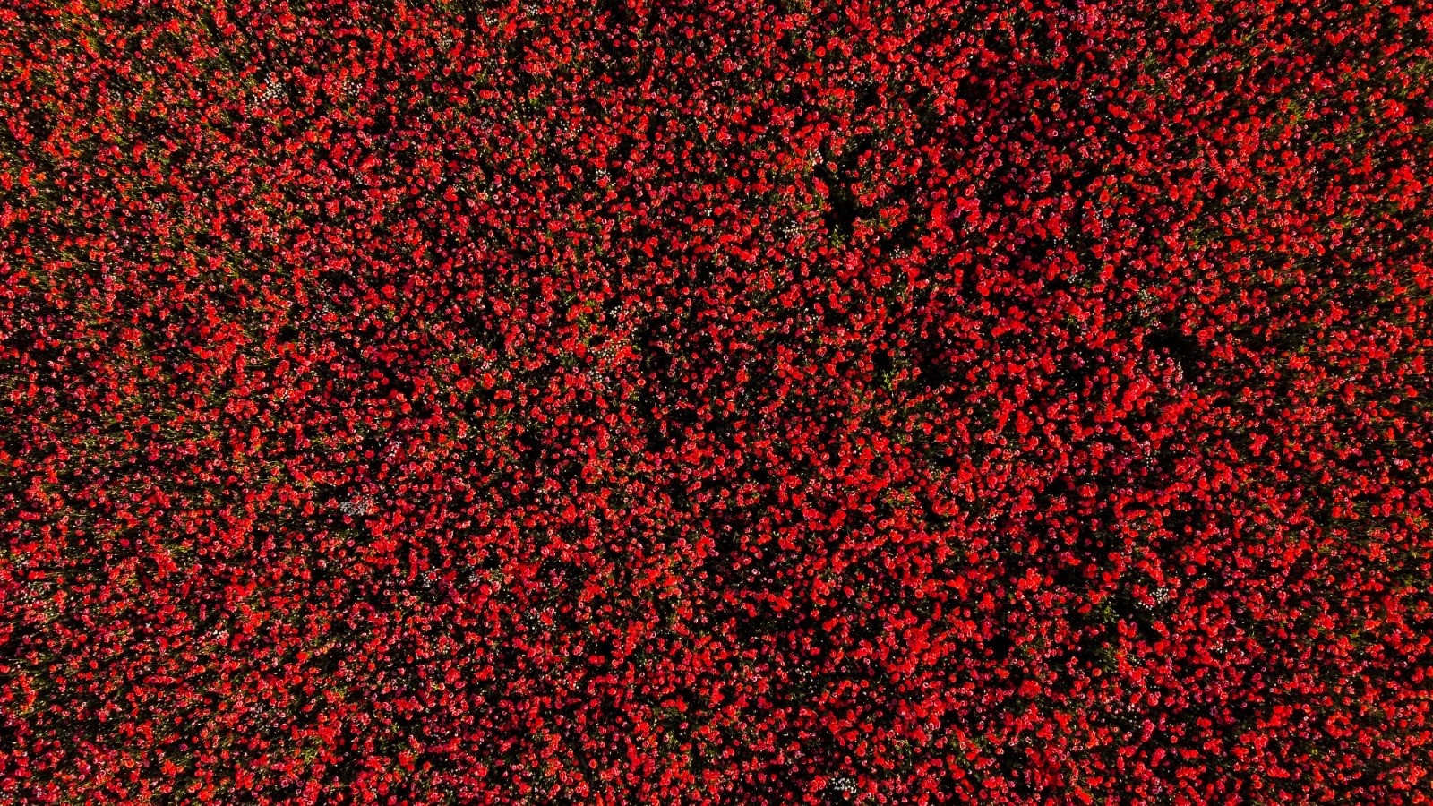 Poppy field at sunset