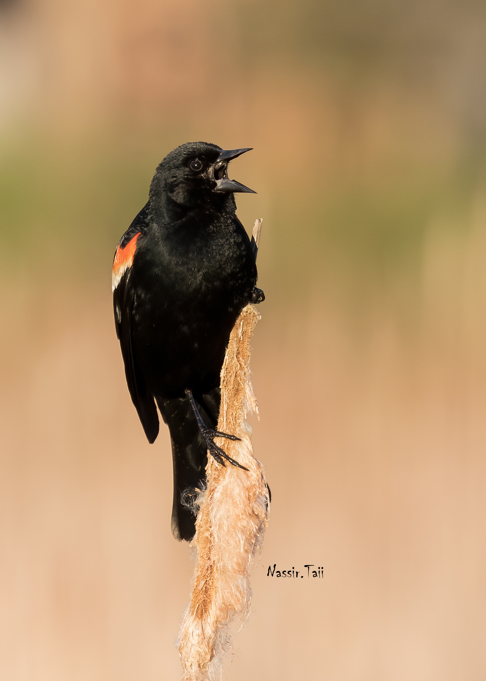 Merlo dalle ali rosse