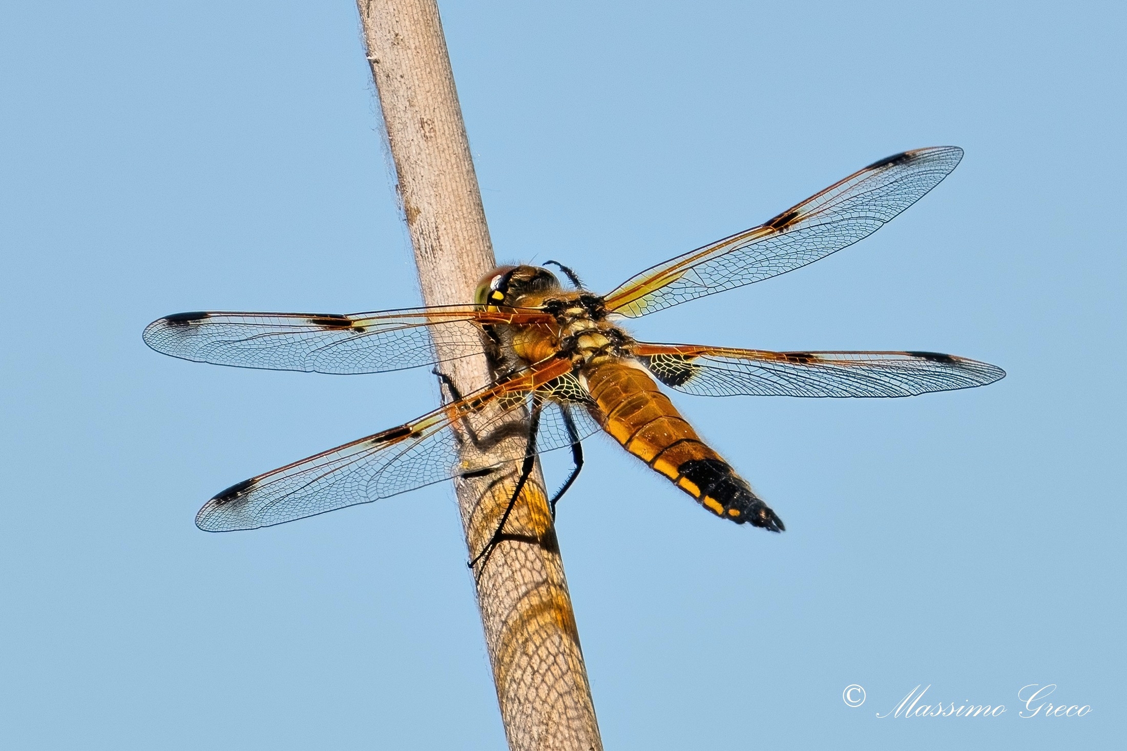 Four-spotted dragonfly