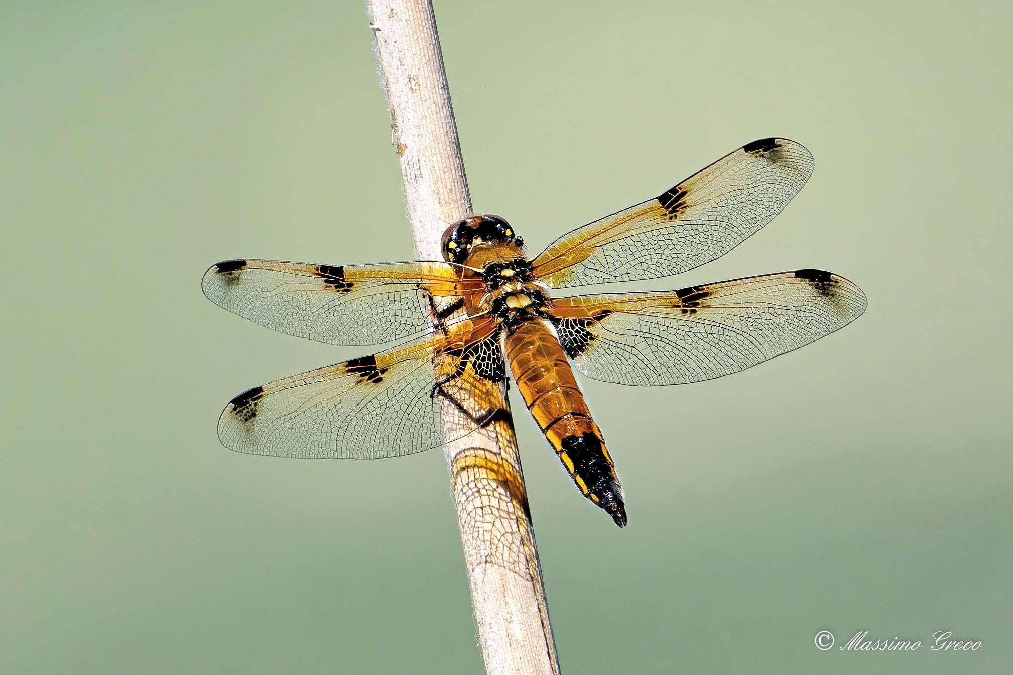 Libellula quadrimaculata