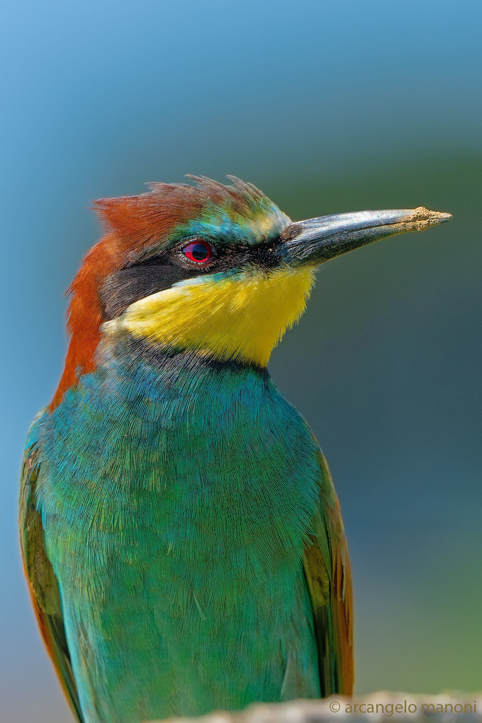 Foto tessera al gruccione